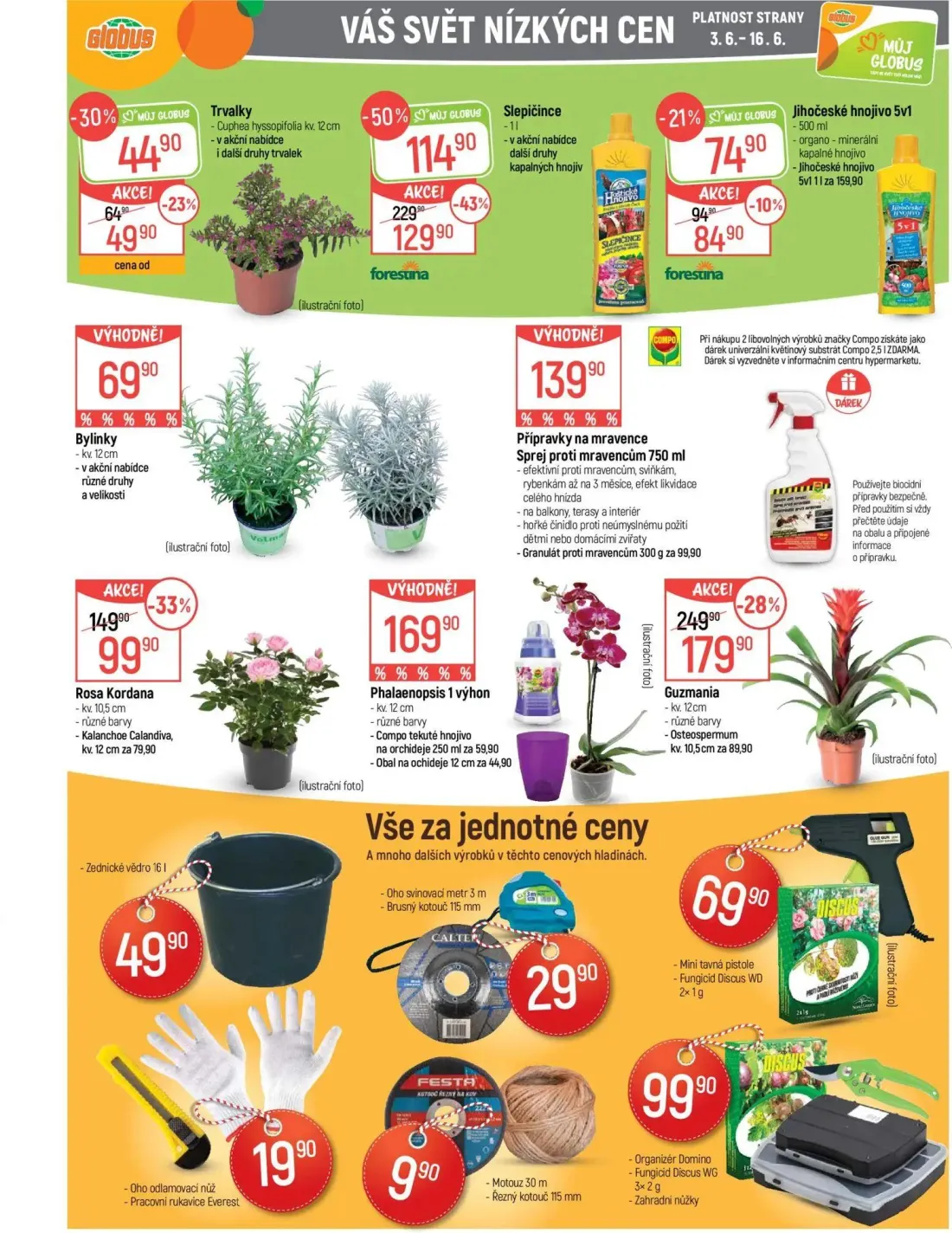 GLOBUS leták, strana 39 z 49 — Slepičince, Guzmania, Rosa Kordana