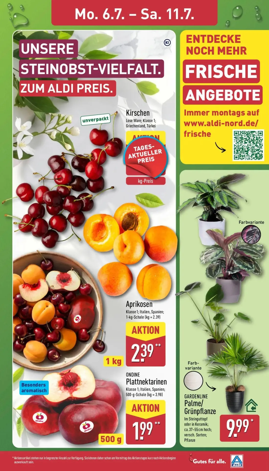 Aldi Nord Prospekt, Seite 3 von 39 — Aprikosen, ONDINE Plattnektarinen, GARDENLINE Palme/Grünpflanze
