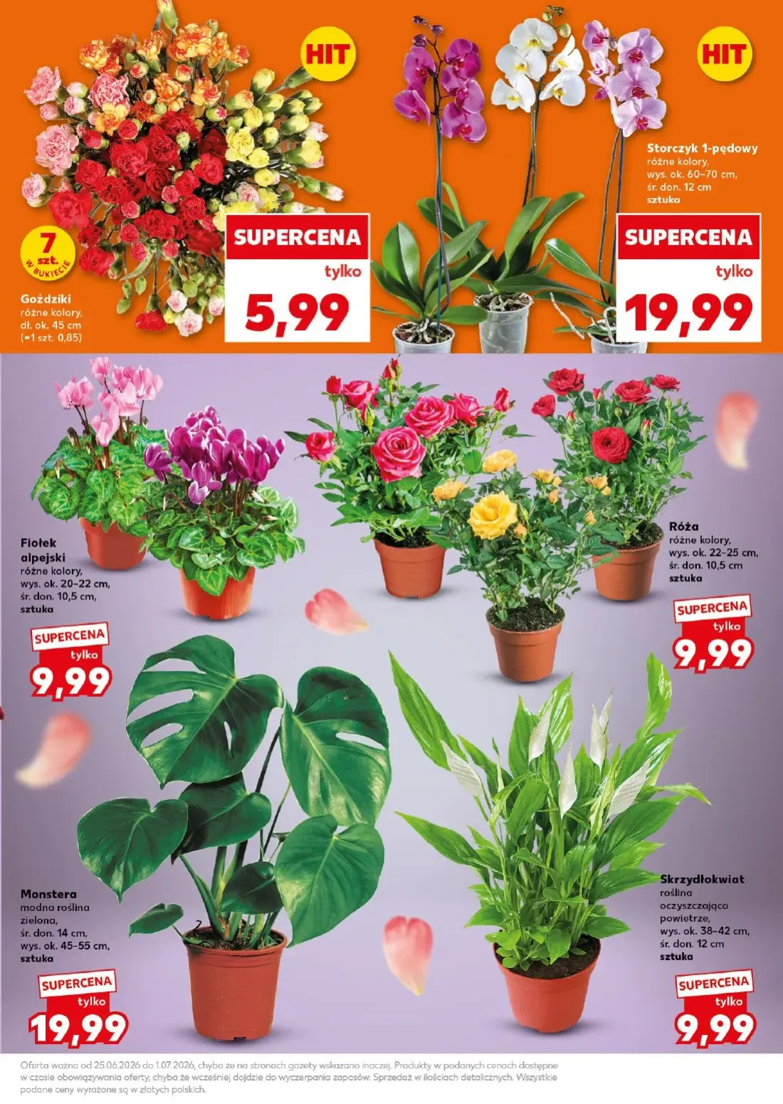 Kaufland gazetka, strona 7 z 32 — Goździki, Róża