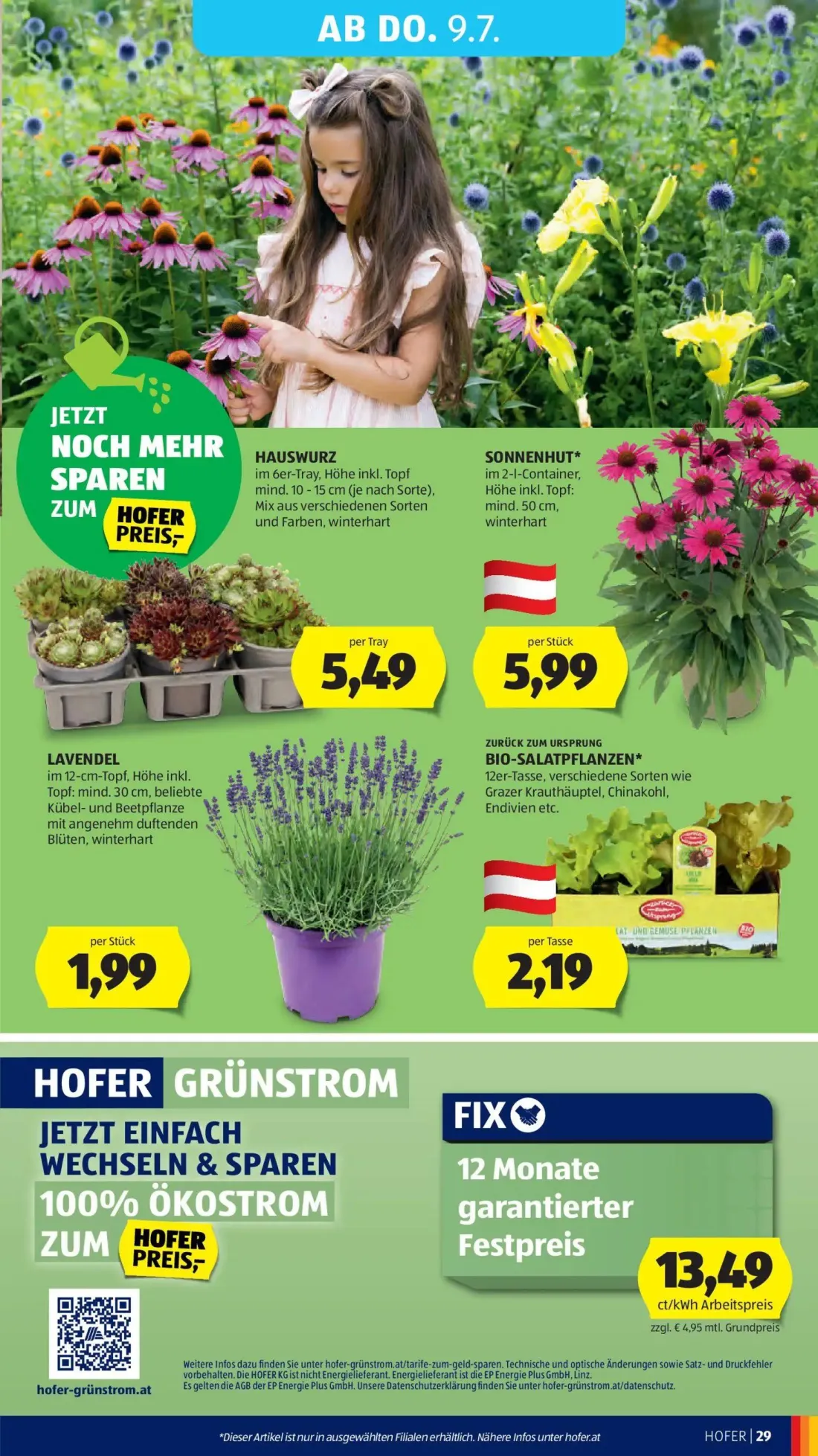 Hofer Prospekt, Seite 35 von 39 — HAUSWURZ, SONNENHUT*, LAVENDEL