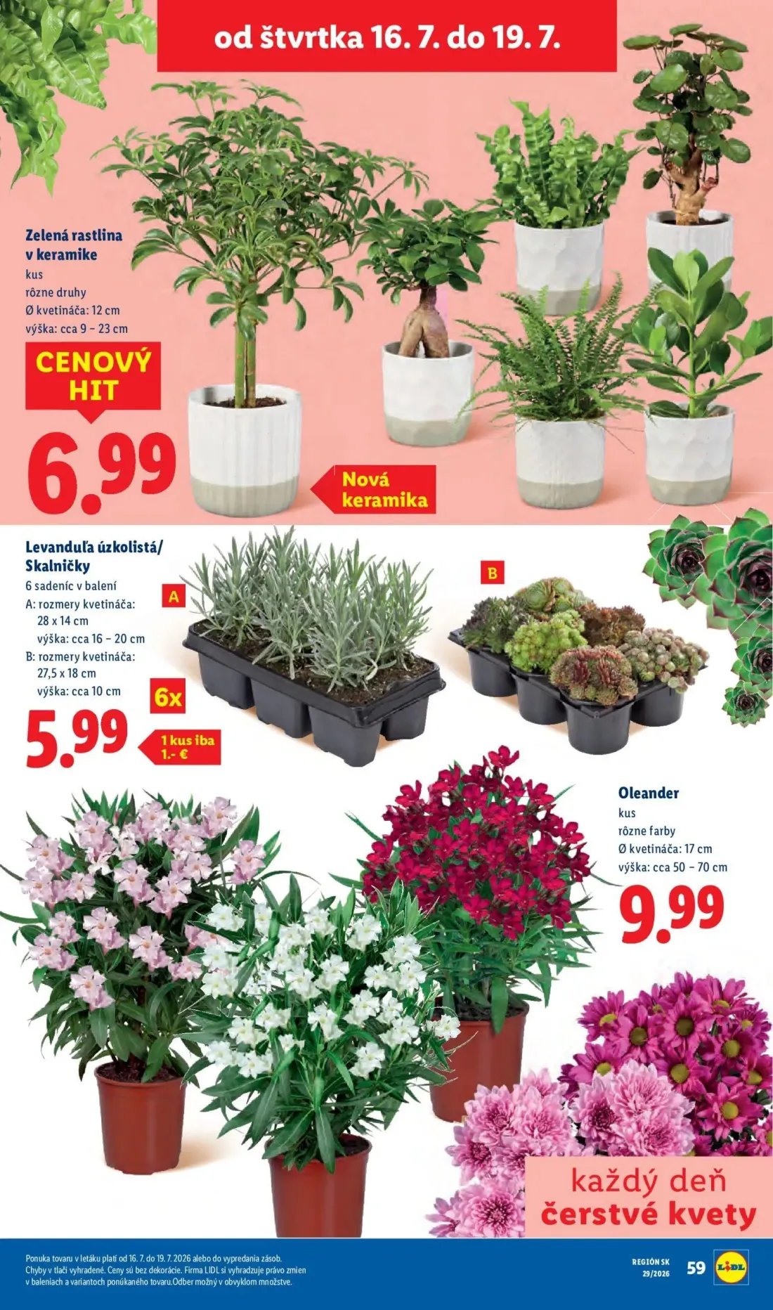 Lidl leták, strana 72 z 94 — Zelená rastlina v keramike, Levanduľa úzkolistá/ Skalničky, Oleander