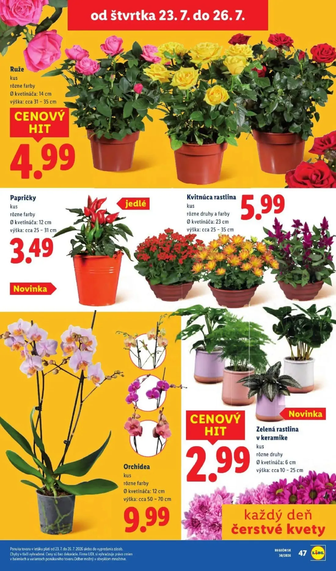 Lidl leták, strana 91 z 108 — Ruže, Kvitnúca rastlina, Papričky