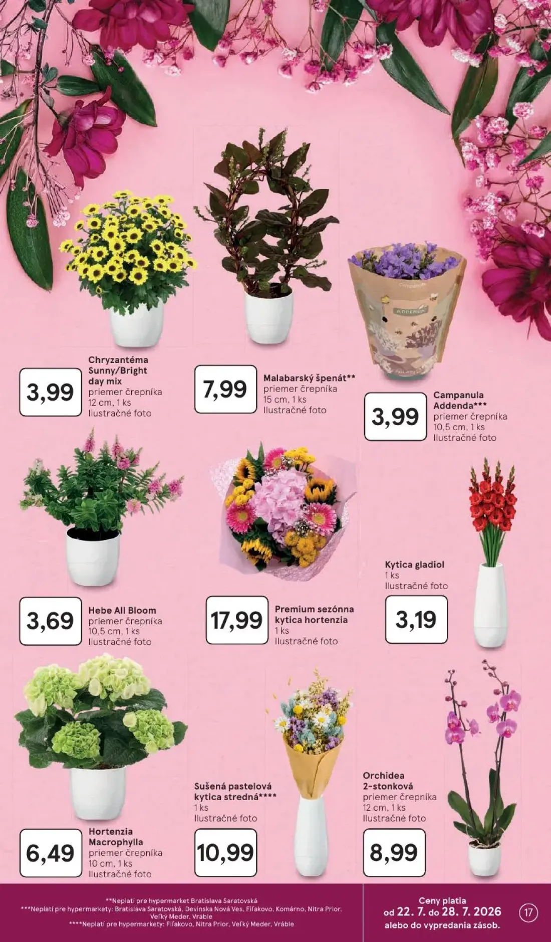 Tesco leták, strana 17 z 50 — Chryzantéma Sunny/Bright day mix, Malabarský špenát**, Campanula Addenda***