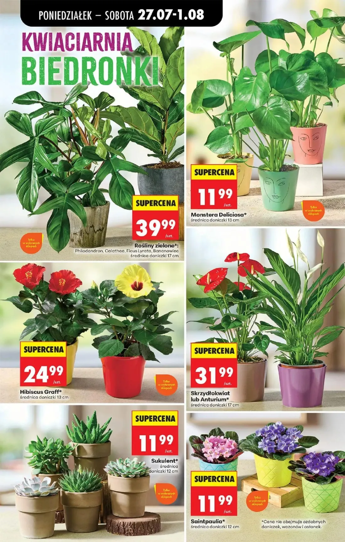 Biedronka gazetka, strona 29 z 93 — Rośliny zielone, Monstera Deliciosa, Hibiscus Graff