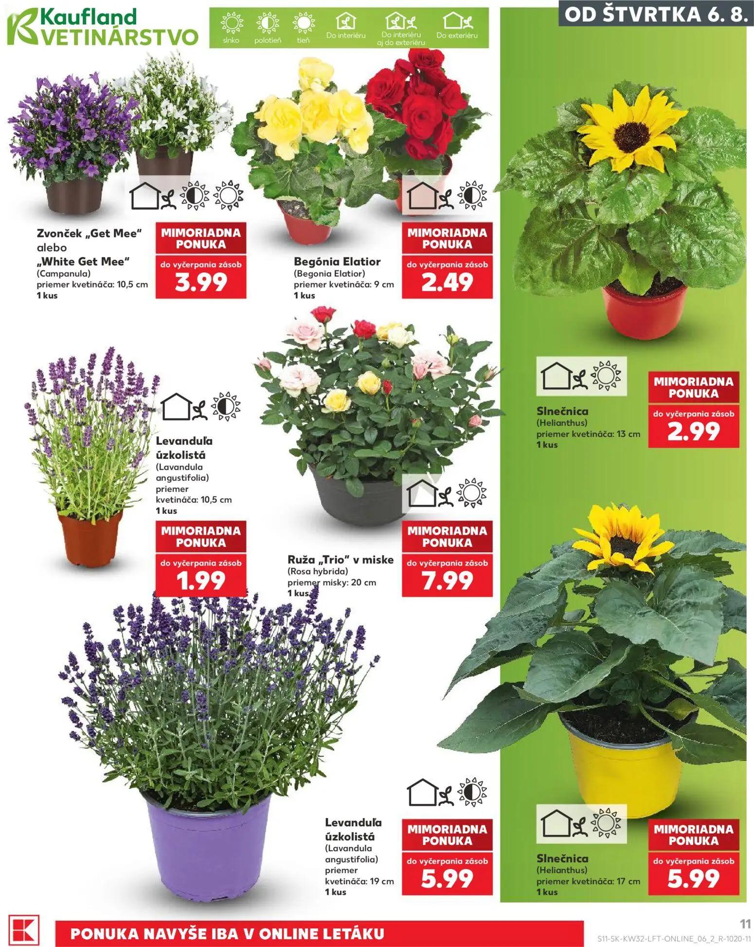 Kaufland leták, strana 11 z 78 — Zvonček „Get Mee" alebo „White Get Mee", Begónia Elatior (Begonia Elatior), Slnečnica (Heli…