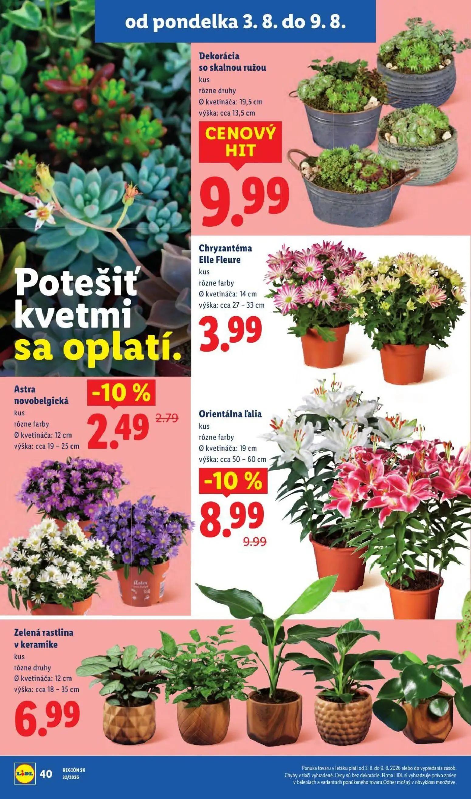 Lidl leták, strana 62 z 95 — Orientálna ľalia, Astra novobelgická, Dekorácia so skalnou ružou