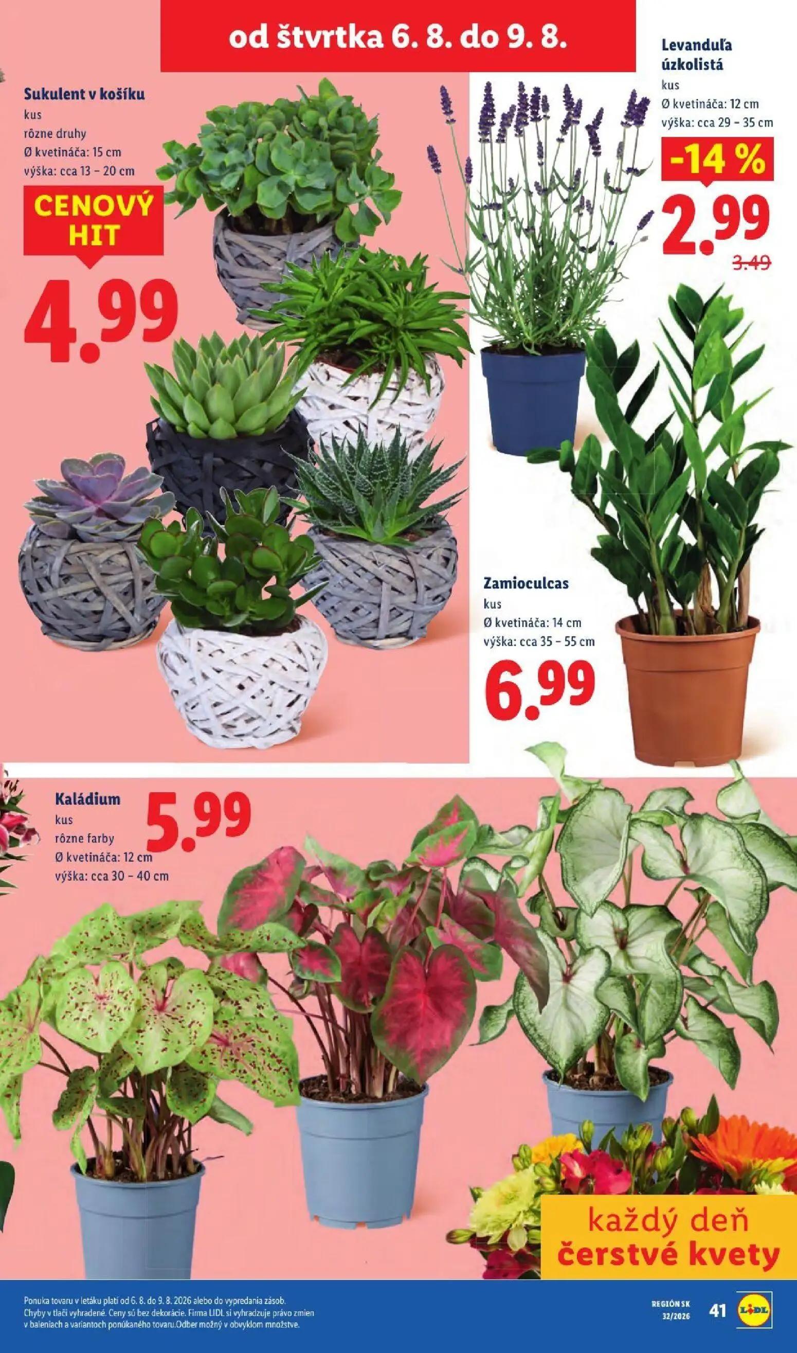 Lidl leták, strana 93 z 95 — Levanduľa úzkolistá, Sukulent v košíku, Zamioculcas