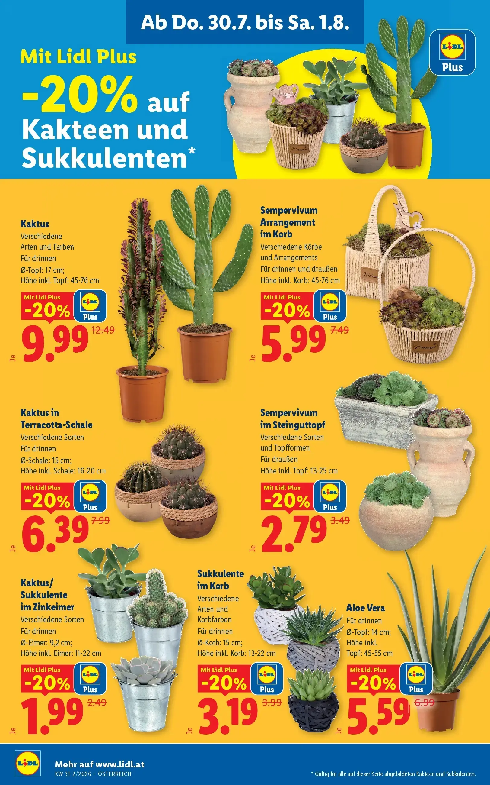 Lidl Prospekt, Seite 26 von 51 — Kaktus, Kaktus in Terracotta-Schale, Sempervivum Arrangement im Korb