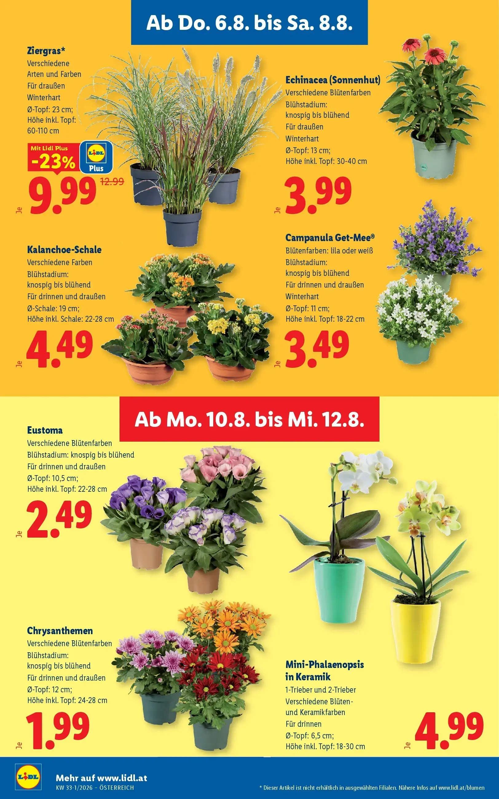 Lidl Prospekt, Seite 29 von 49 — Ziergras, Echinacea (Sonnenhut), Kalanchoe-Schale