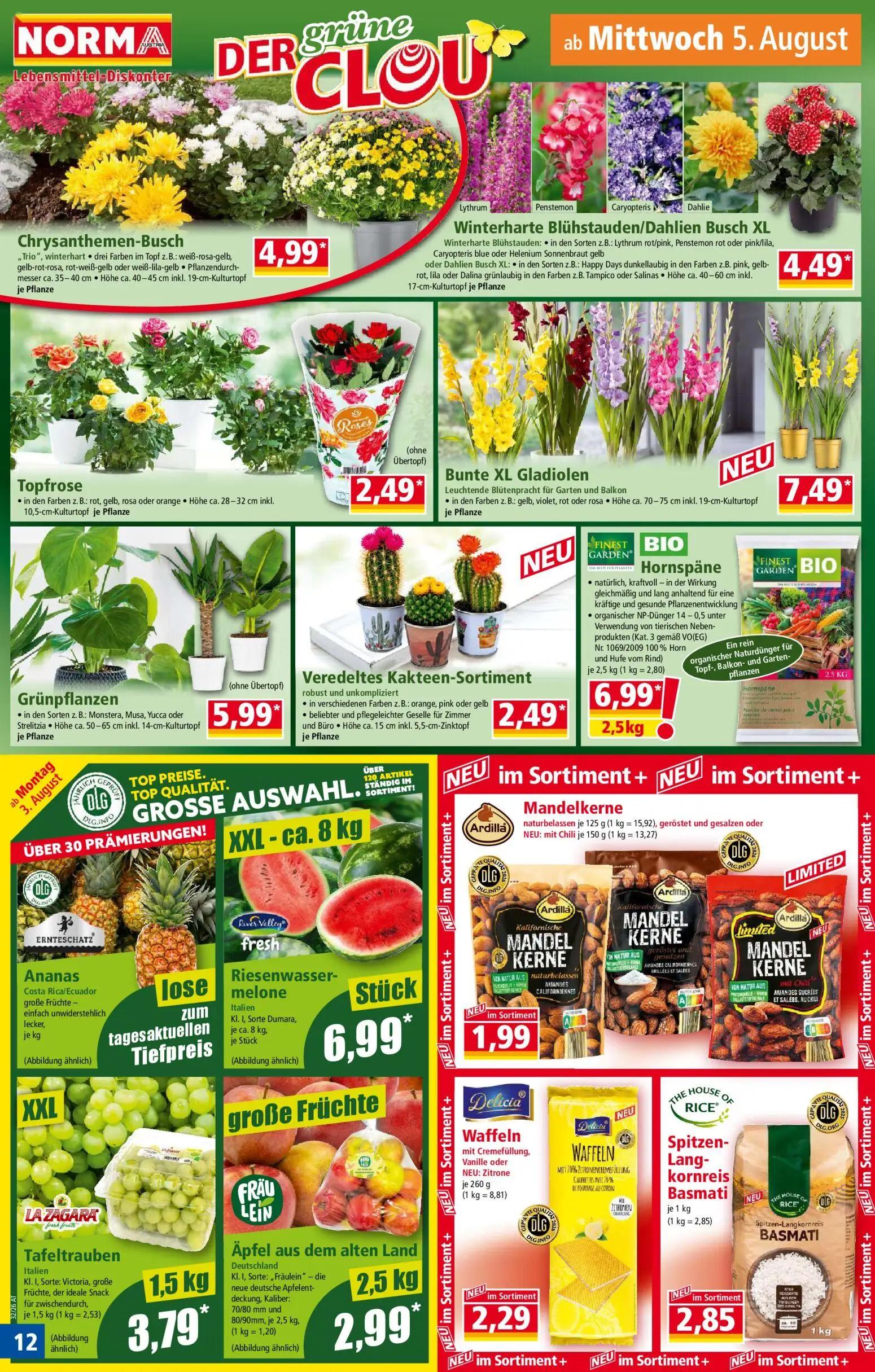 Norma Prospekt, Seite 12 von 18 — Chrysanthemen-Busch, Winterharte Blühstauden/Dahlien Busch XL, Topfrose