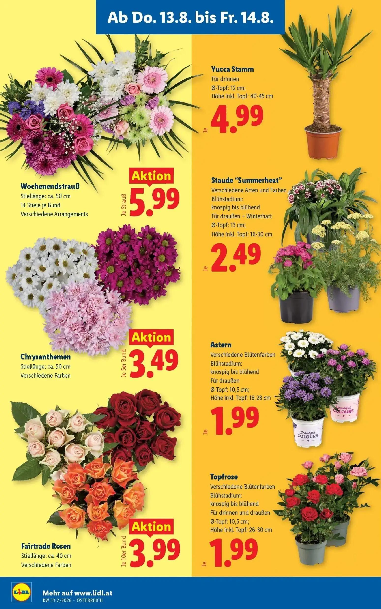 Lidl Prospekt, Seite 26 von 51 — Wochenendstrauß, Yucca Stamm, Staude "Summerheat"