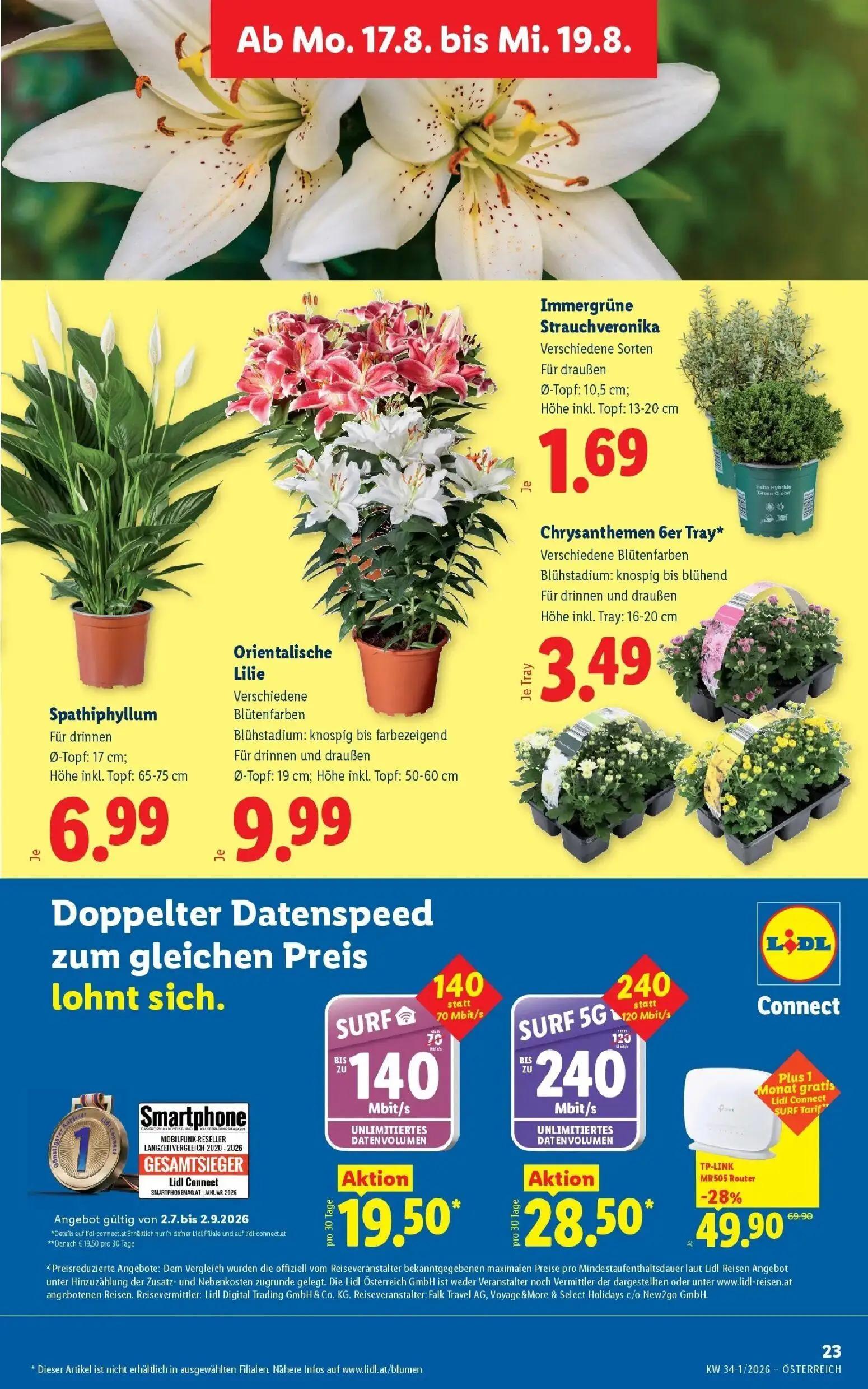 Lidl Prospekt, Seite 30 von 51 — Immergrüne Strauchveronika, Chrysanthemen 6er Tray*, Spathiphyllum