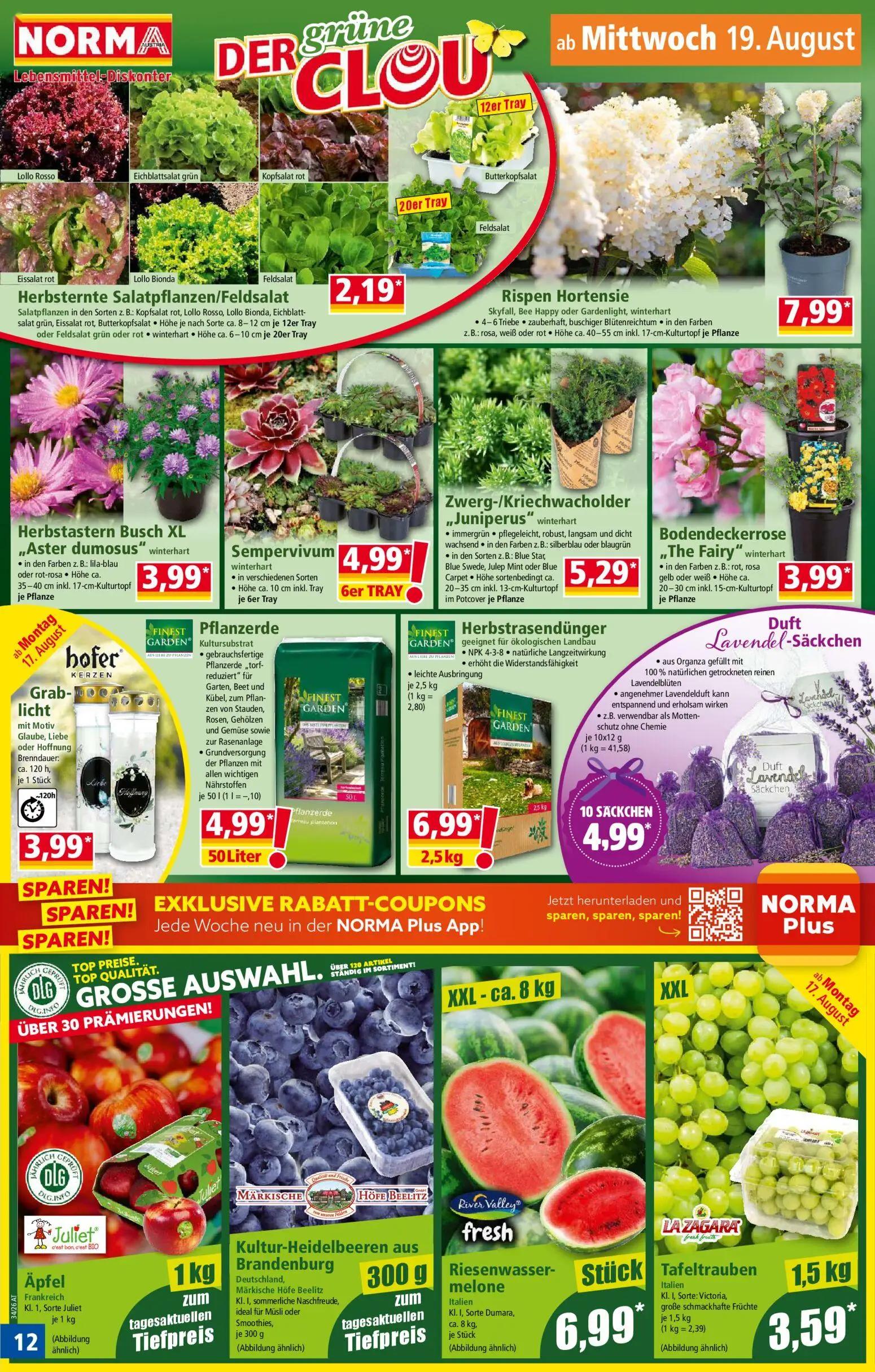 Norma Prospekt, Seite 12 von 18 — Herbsternte Salatpflanzen/Feldsalat, Rispen Hortensie, Herbstastern Busch XL „Aster dumosu…