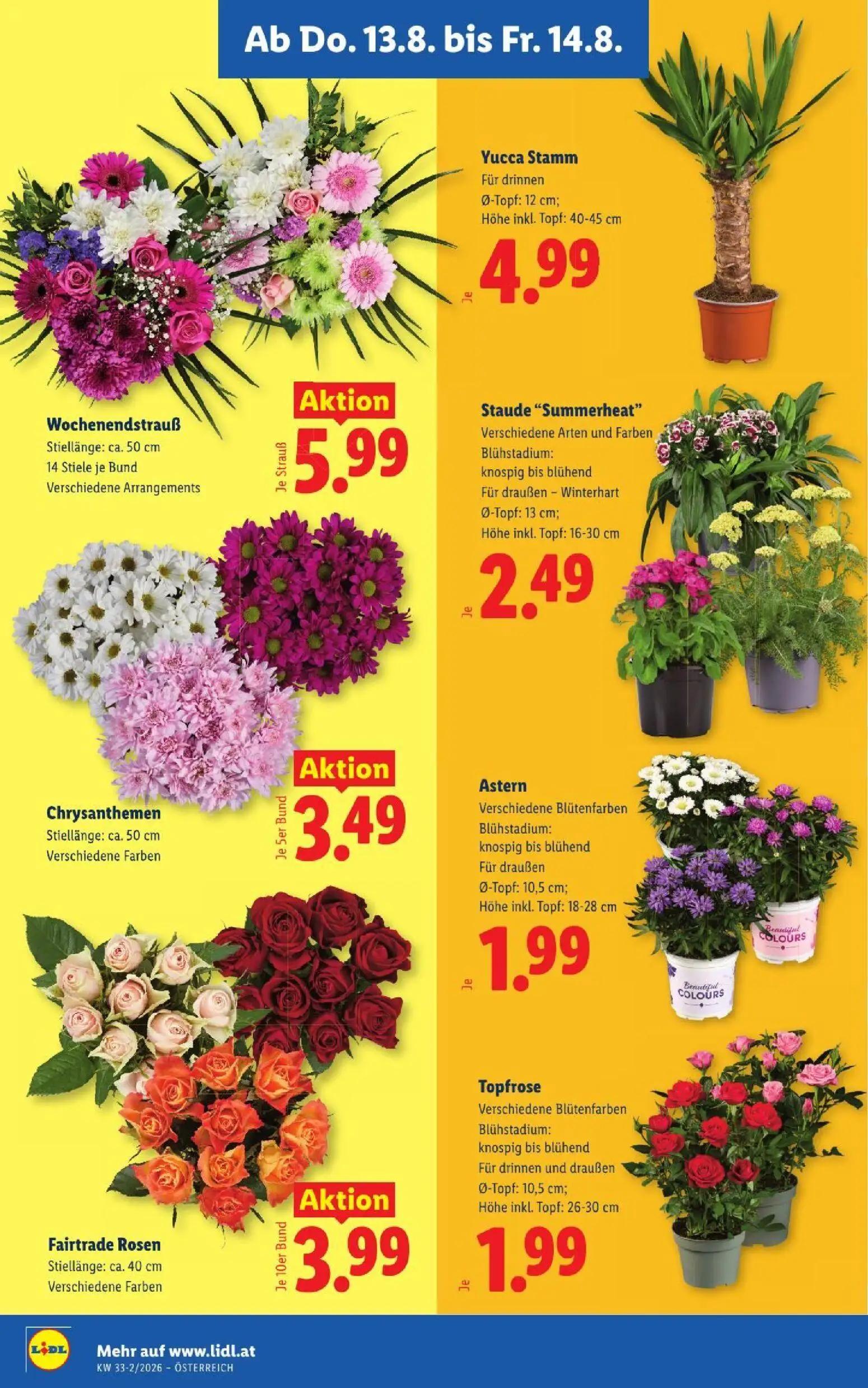 Lidl Prospekt, Seite 26 von 51 — Wochenendstrauß, Yucca Stamm, Staude "Summerheat"