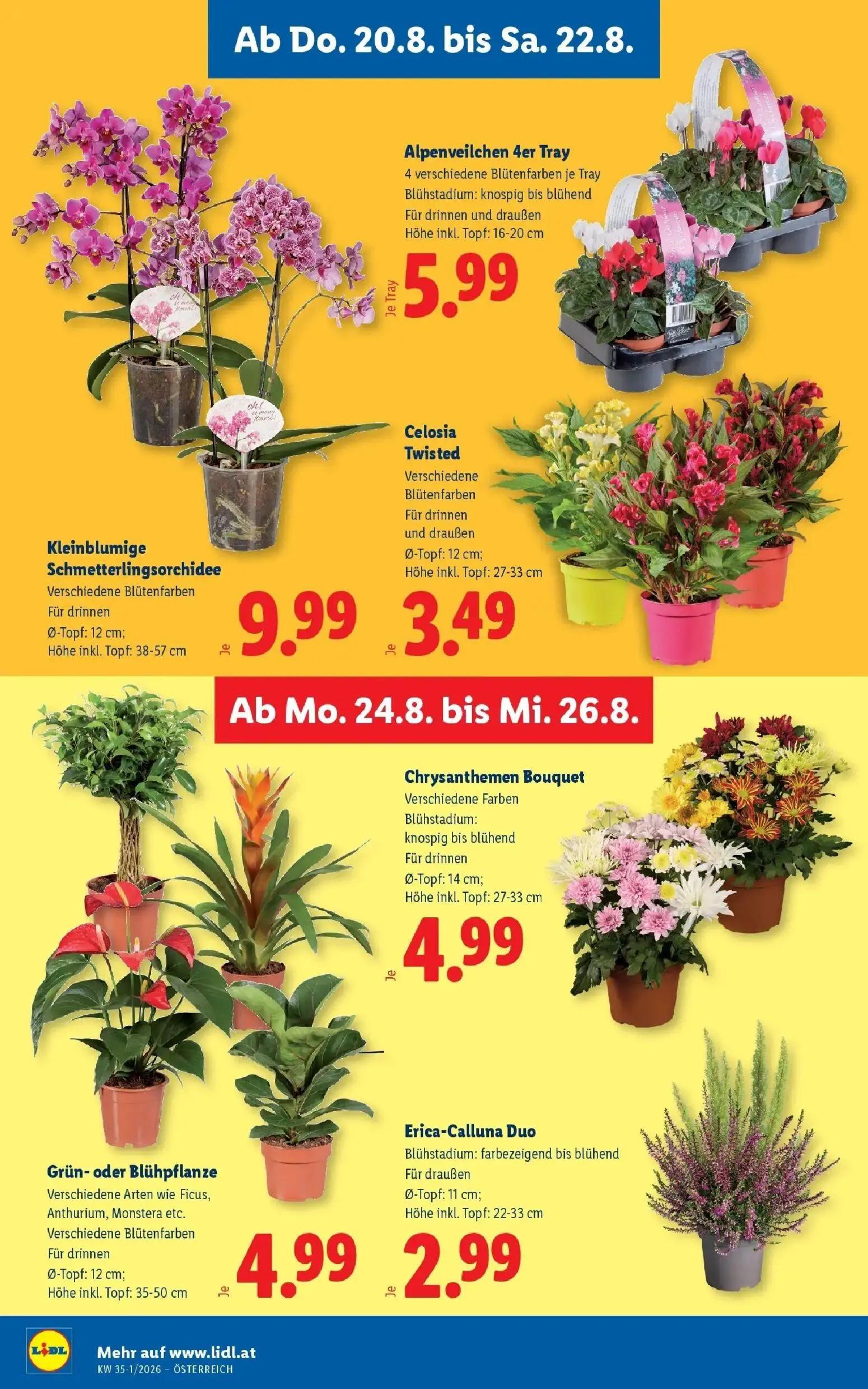 Lidl Prospekt, Seite 30 von 55 — Alpenveilchen 4er Tray, Kleinblumige Schmetterlingsorchidee, Celosia Twisted