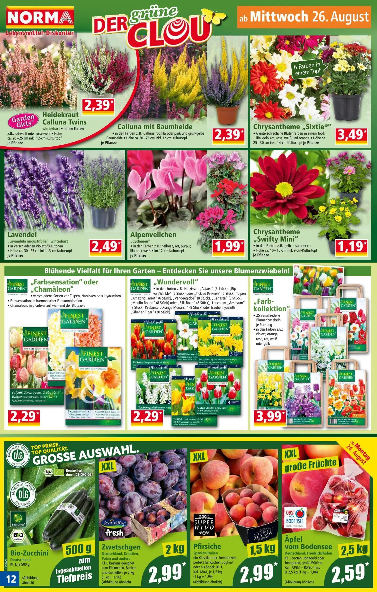 Norma Prospekt, Seite 12 von 18 — Heidekraut Calluna Twins, Calluna mit Baumheide, Chrysantheme „Sixtie®"