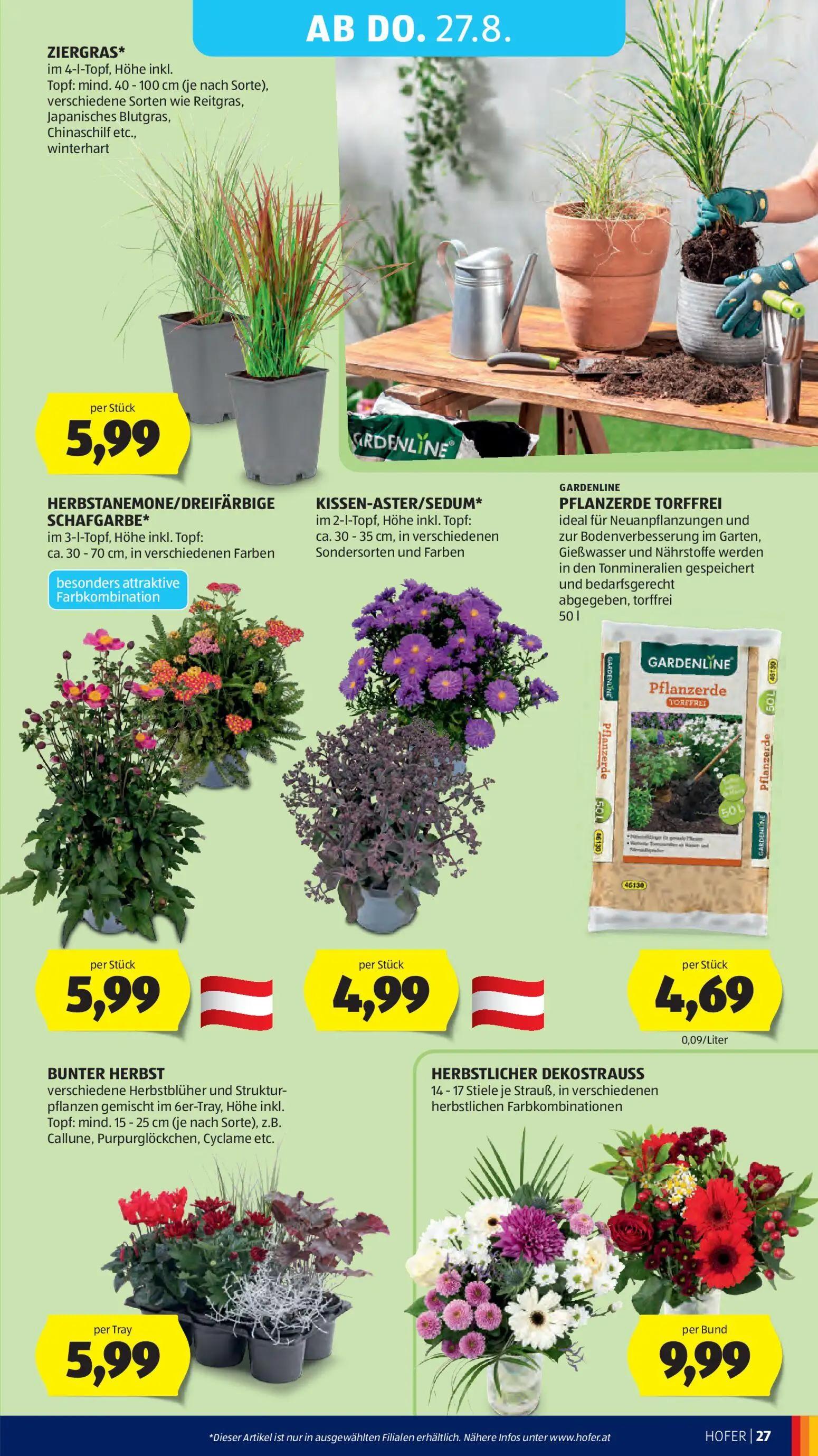 Hofer Prospekt, Seite 39 von 46 — ZIERGRAS*, HERBSTANEMONE/DREIFÄRBIGE SCHAFGARBE*, KISSEN-ASTER/SEDUM*