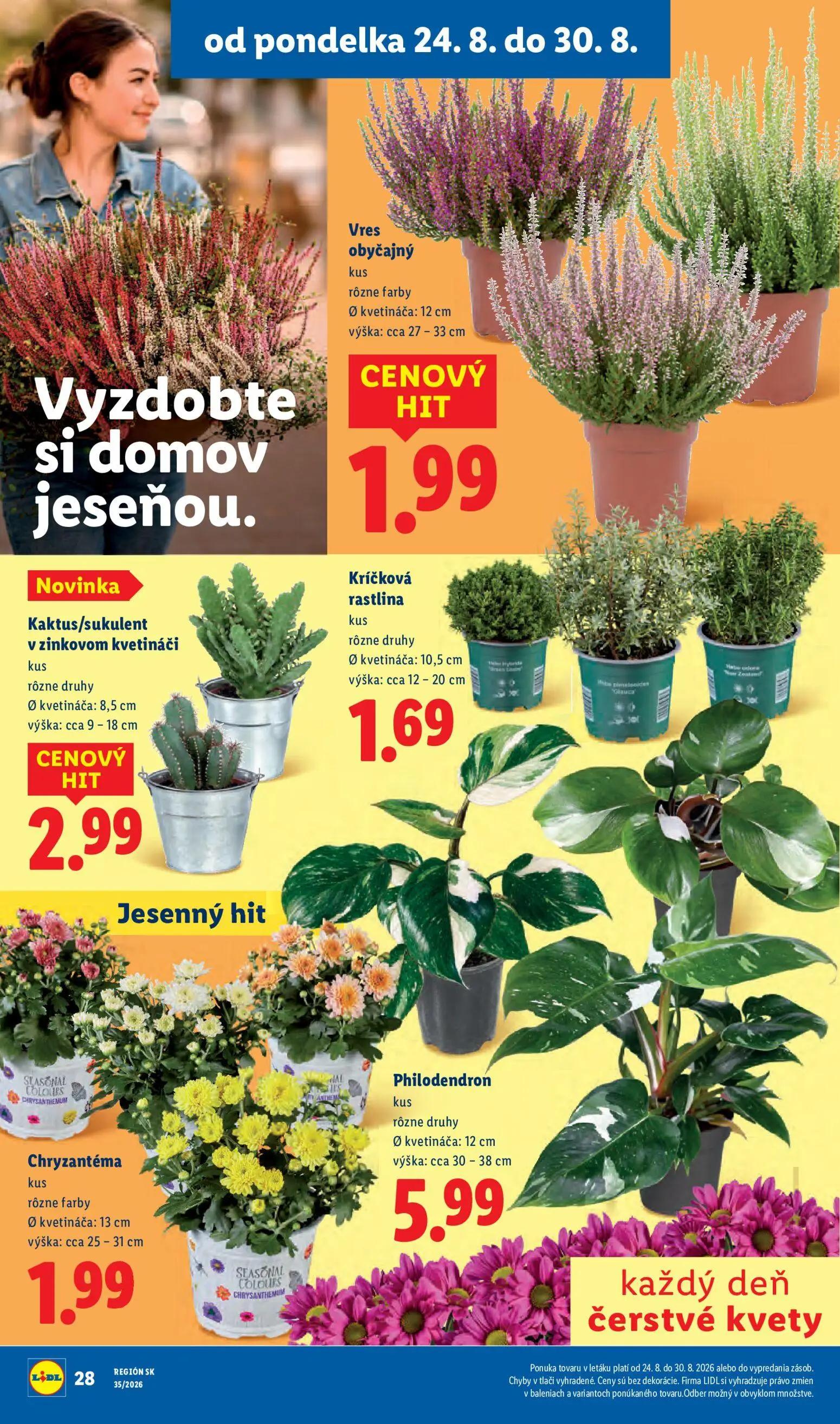 Lidl leták, strana 51 z 99 — Vres obyčajný, Kríčková rastlina, Chryzantéma