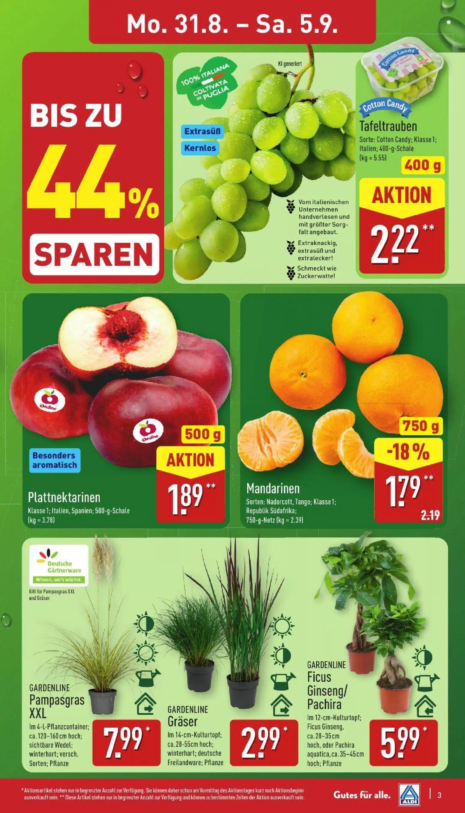 Aldi Nord Prospekt, Seite 3 von 39 — GARDENLINE Pampasgras XXL, GARDENLINE Gräser, GARDENLINE Ficus Ginseng/Pachira