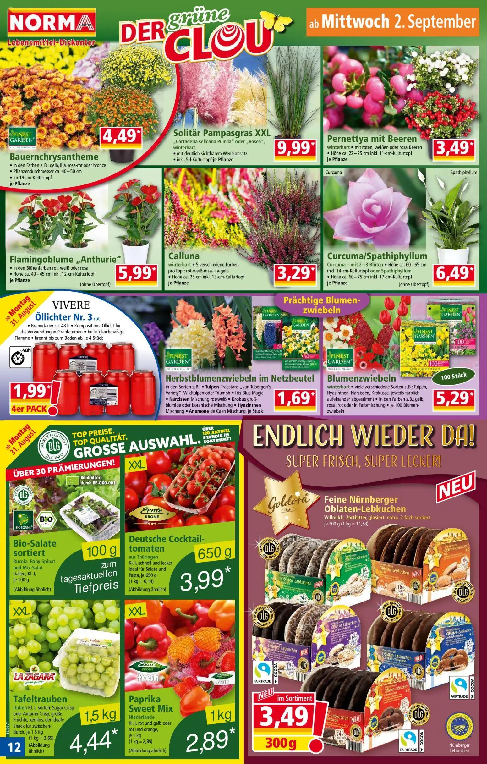 Norma Prospekt, Seite 12 von 18 — Bauernchrysantheme, Solitär Pampasgras XXL, Pernettya mit Beeren