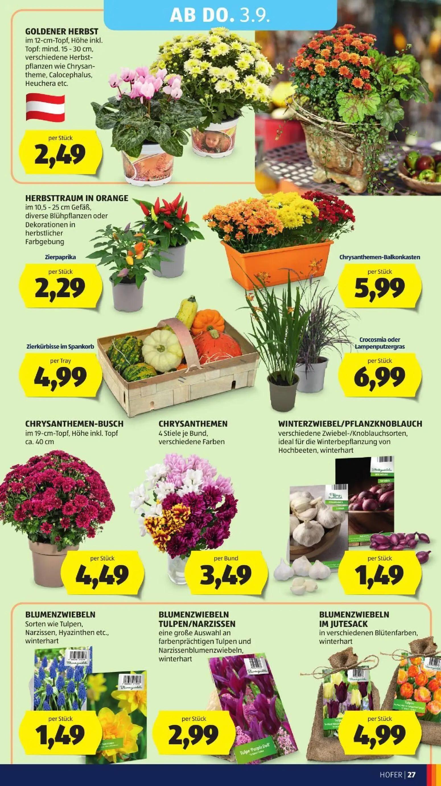 Hofer Prospekt, Seite 39 von 45 — GOLDENER HERBST, Zierpaprika, Chrysanthemen-Balkonkasten