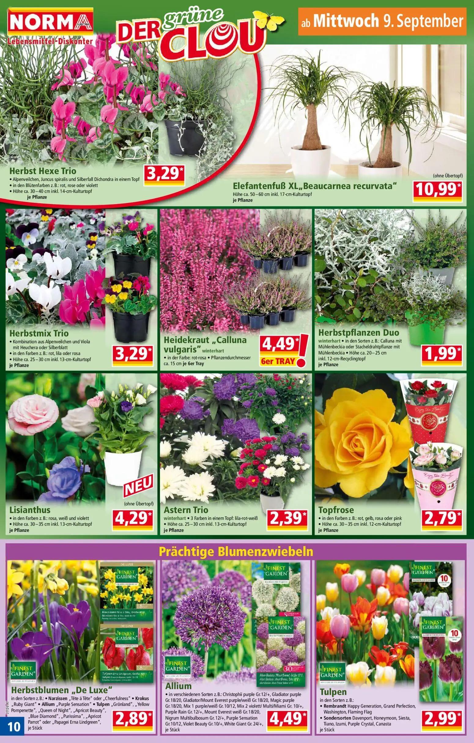 Norma Prospekt, Seite 10 von 18 — Herbst Hexe Trio • Alpenveilchen, Juncus spiralis und Silberfall Dichondra in einem Topf •…
