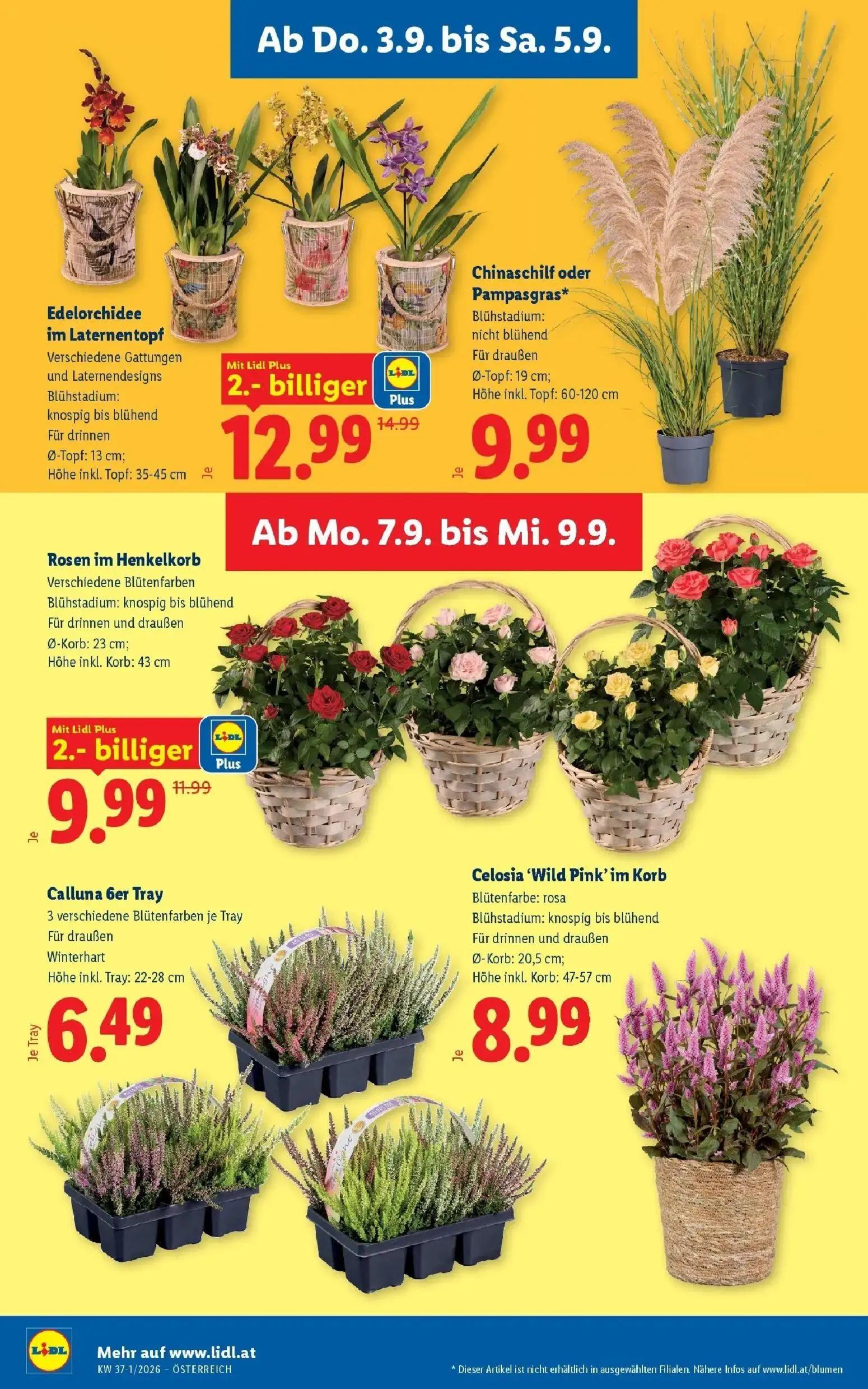 Lidl Prospekt, Seite 28 von 55