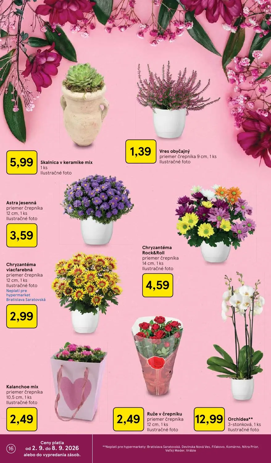 Tesco leták, strana 16 z 41 — Skalnica v keramike mix, Vres obyčajný, Astra jesenná