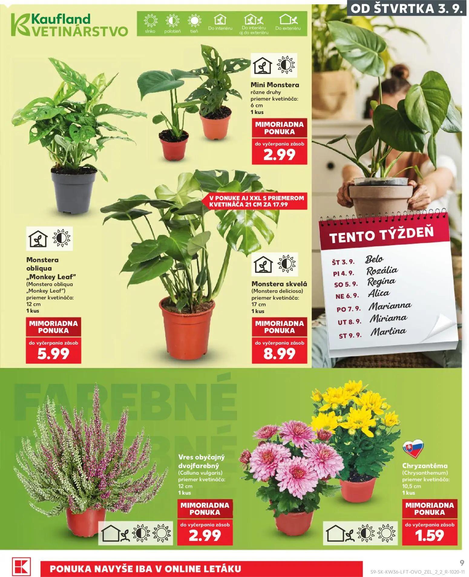 Kaufland leták, strana 9 z 80 — Vres obyčajný dvojfarebný (Calluna vulgaris)