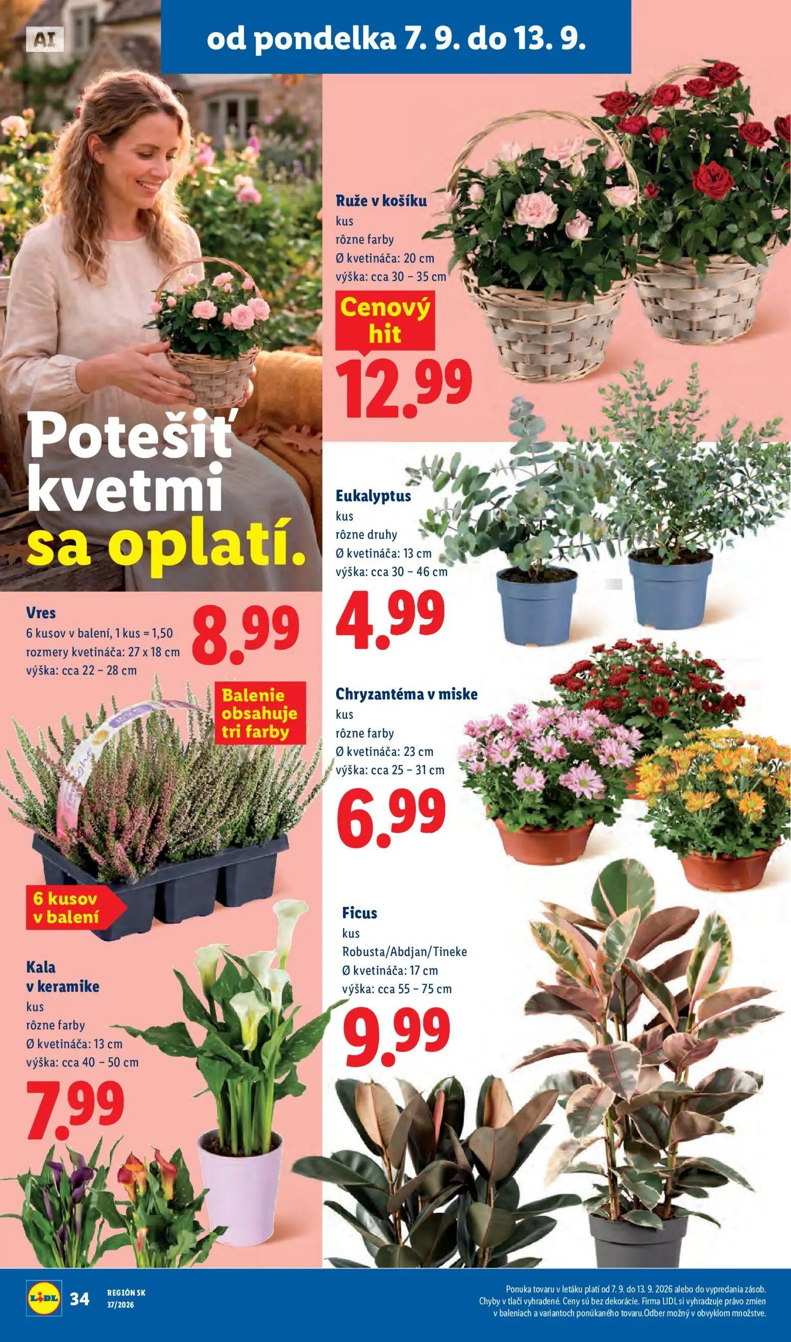Lidl leták, strana 45 z 100 — Ruže v košíku, Vres, Eukalyptus