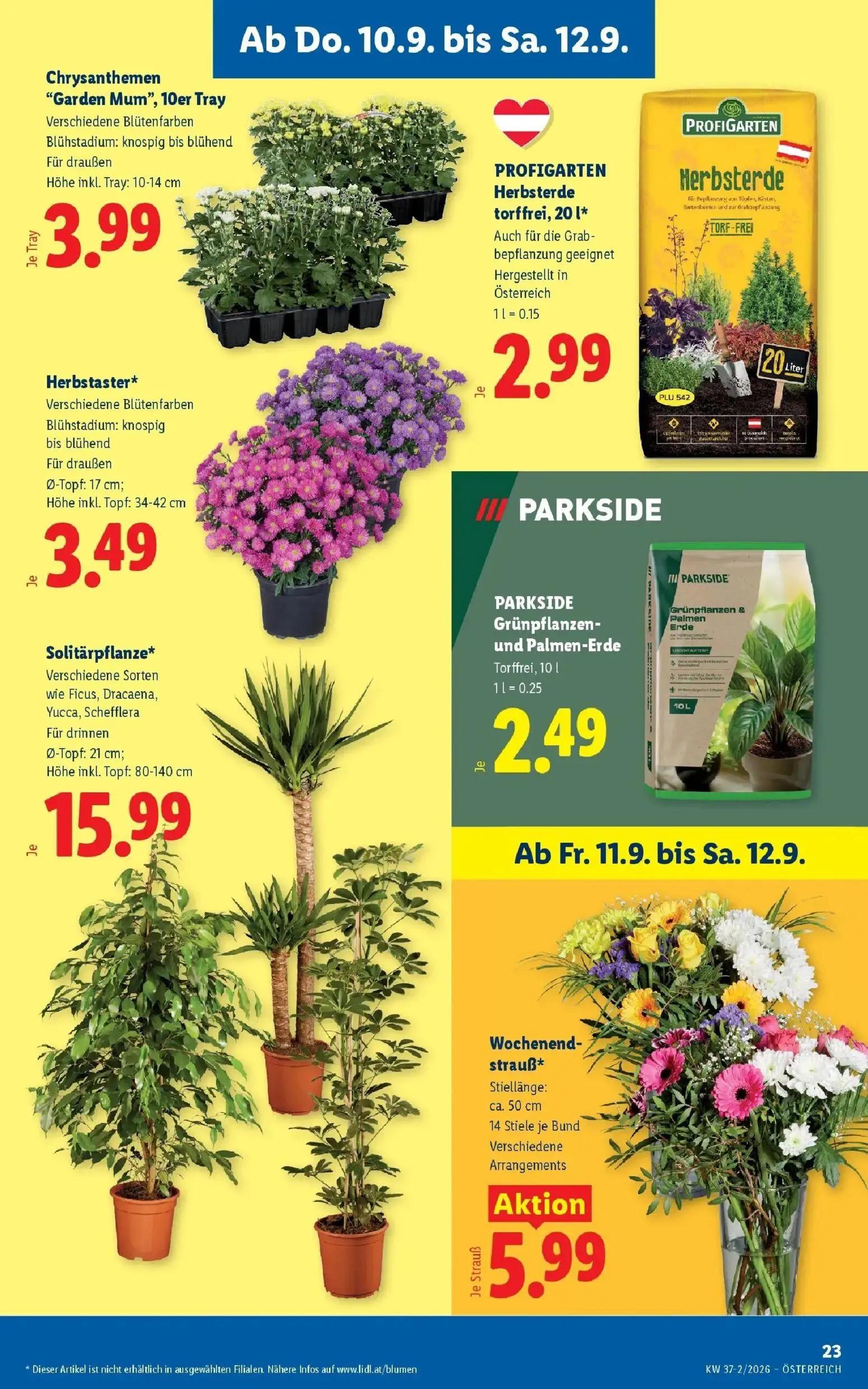 Lidl Prospekt, Seite 27 von 53 — Chrysanthemen "Garden Mum", 10er Tray, PROFIGARTEN Herbsterde torffrei, Herbstaster*