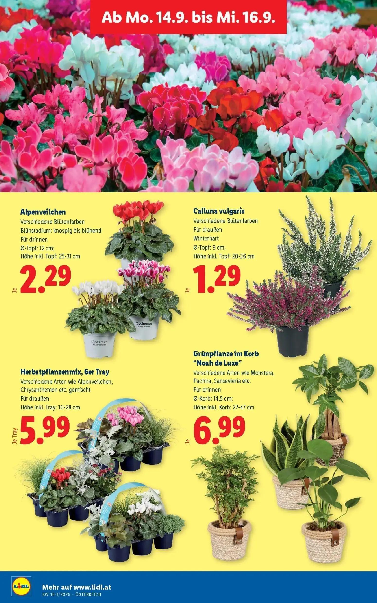 Lidl Prospekt, Seite 31 von 53