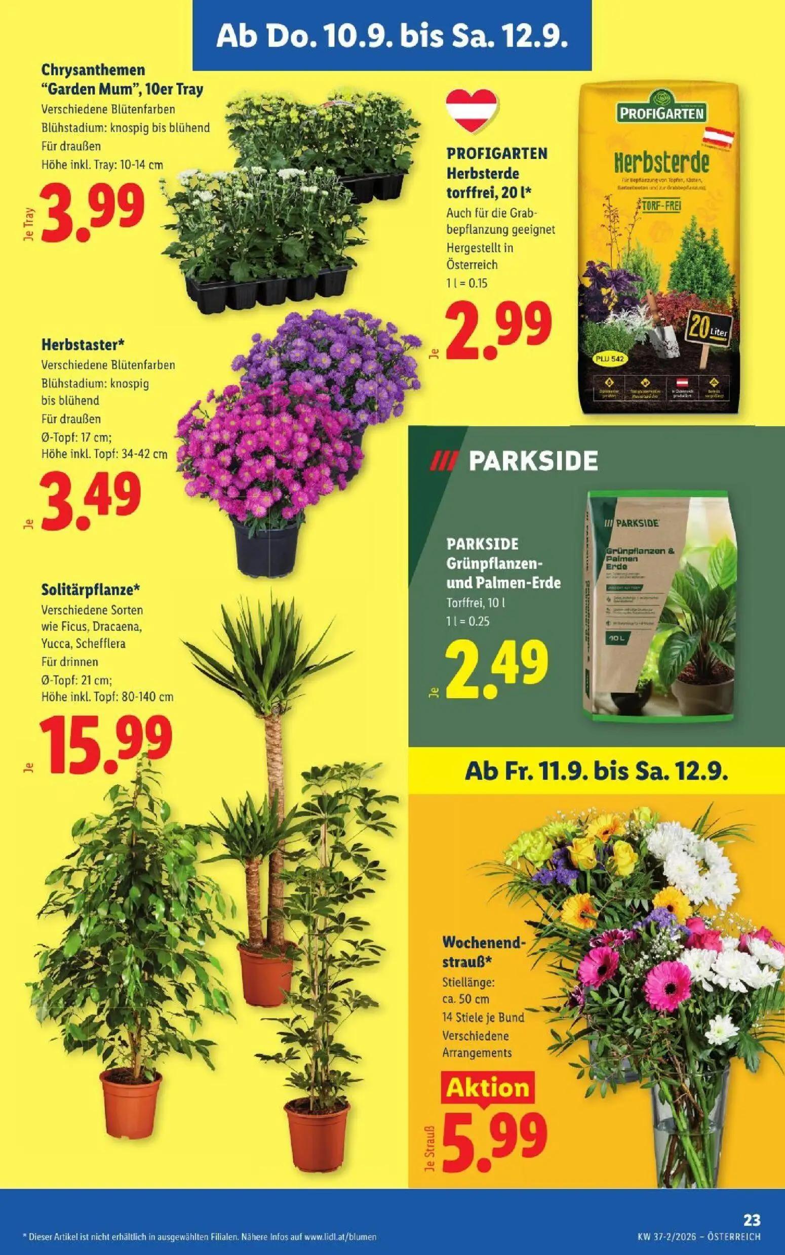 Lidl Prospekt, Seite 27 von 53 — Chrysanthemen "Garden Mum", 10er Tray, PROFIGARTEN Herbsterde torffrei, Herbstaster*