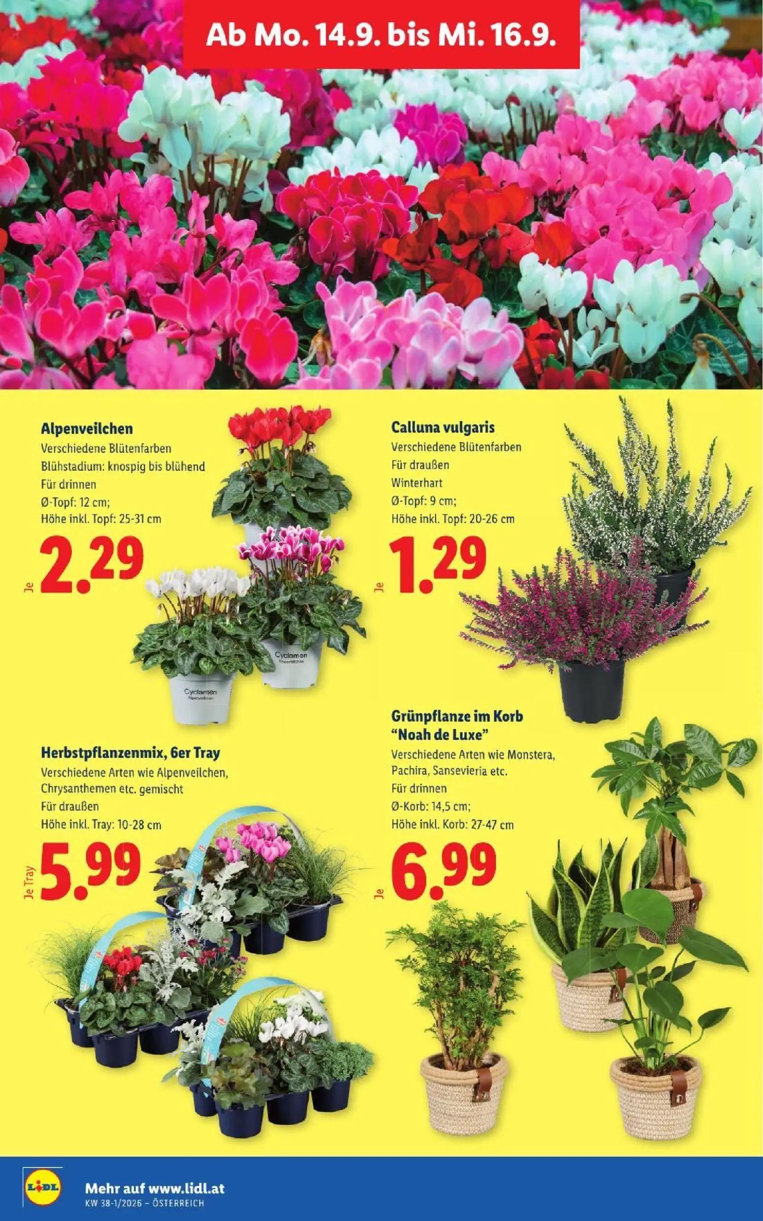 Lidl Prospekt, Seite 31 von 53 — Alpenveilchen, Calluna vulgaris, Herbstpflanzenmix, 6er Tray