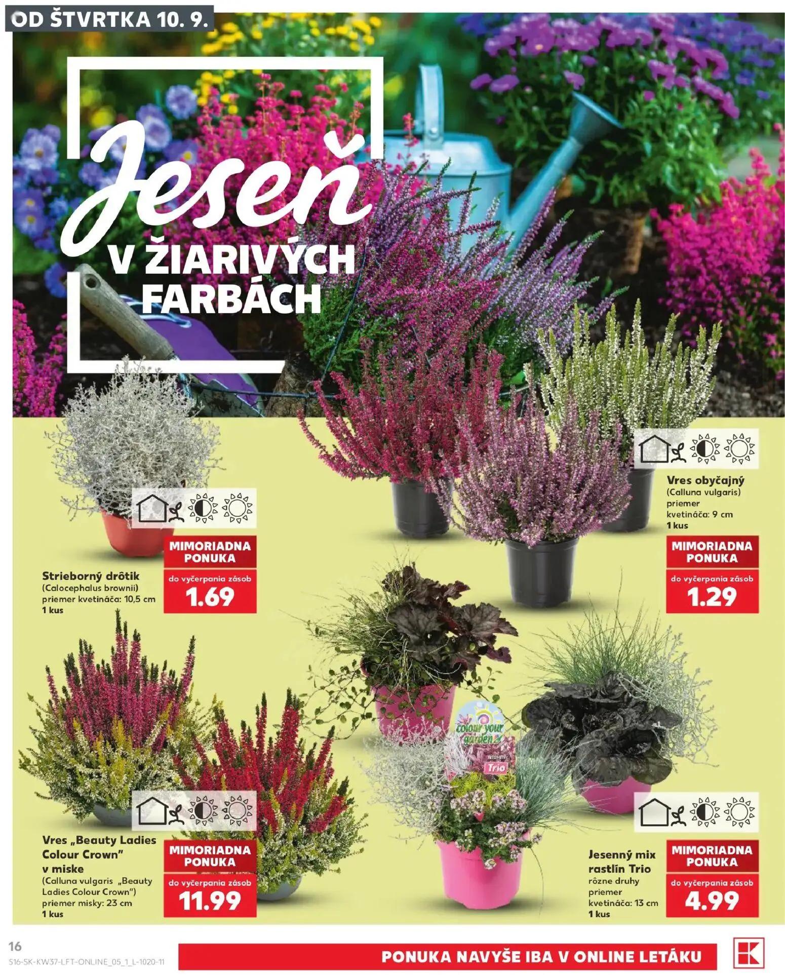 Kaufland leták, strana 16 z 84 — Strieborný drôtik (Calocephalus brownii), Vres obyčajný (Calluna vulgaris)