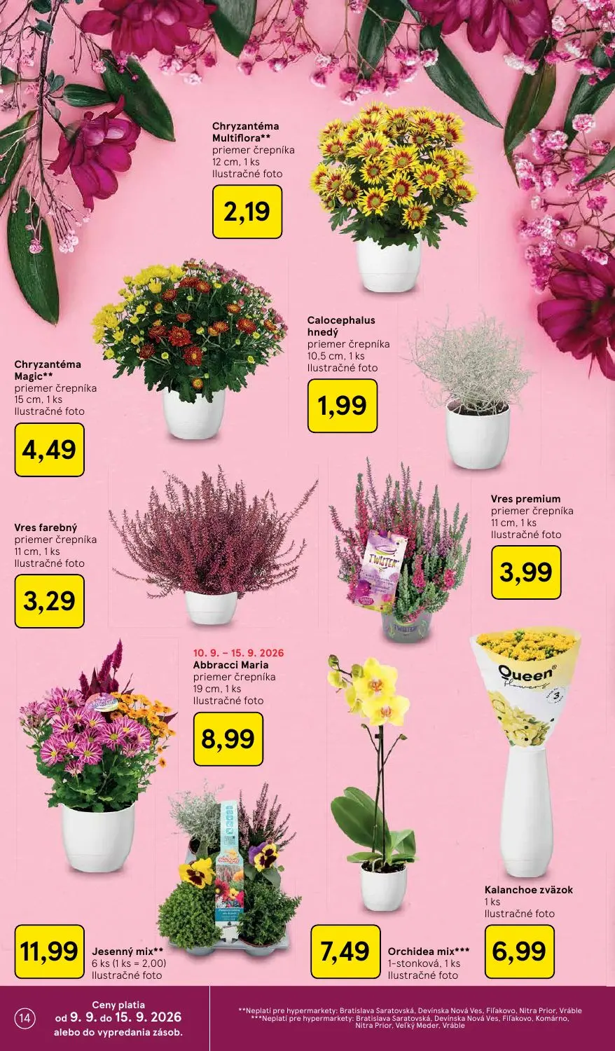 Tesco leták, strana 14 z 46 — Chryzantéma Multiflora, Calocephalus hnedý, Chryzantéma Magic