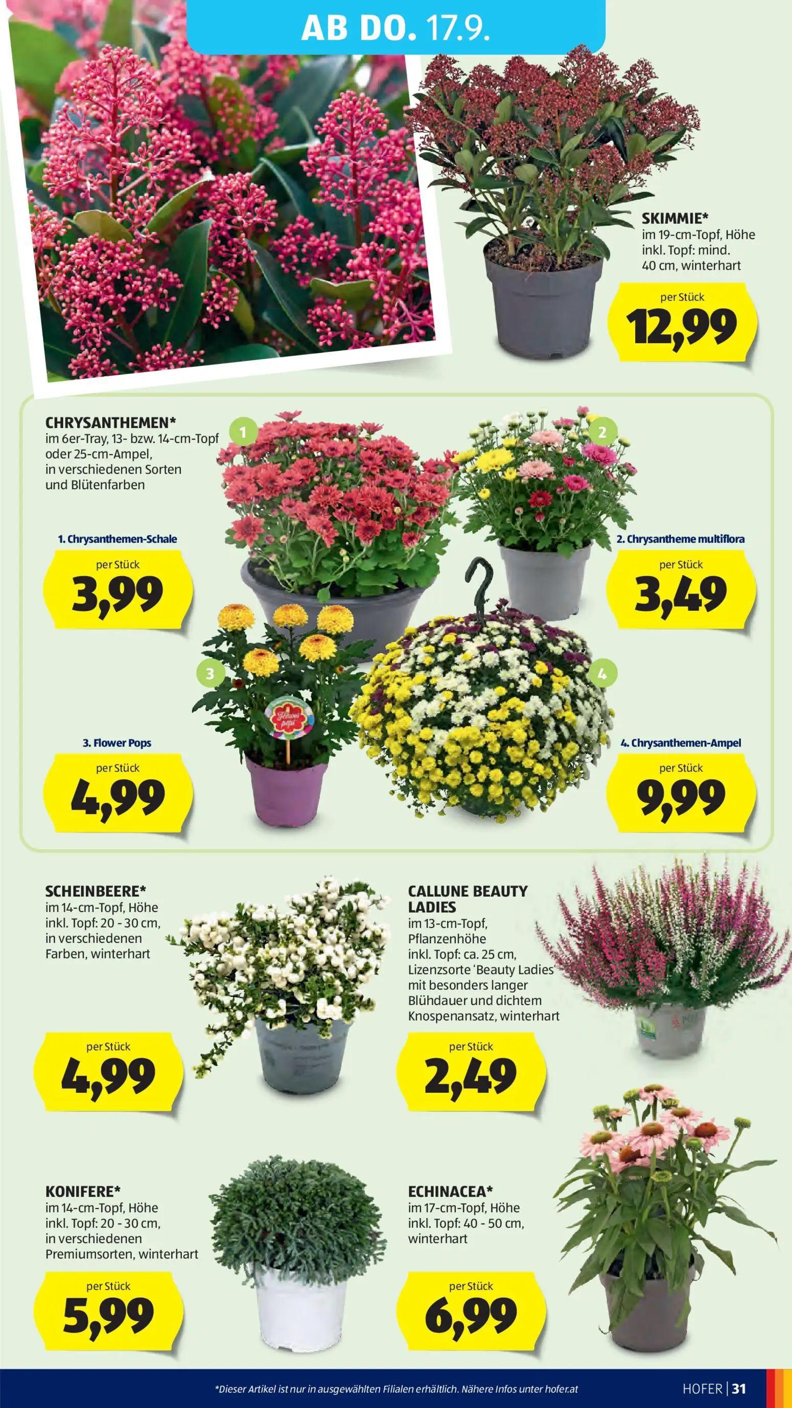 Hofer Prospekt, Seite 41 von 47 — SKIMMIE, CHRYSANTHEMEN, Chrysantheme multiflora