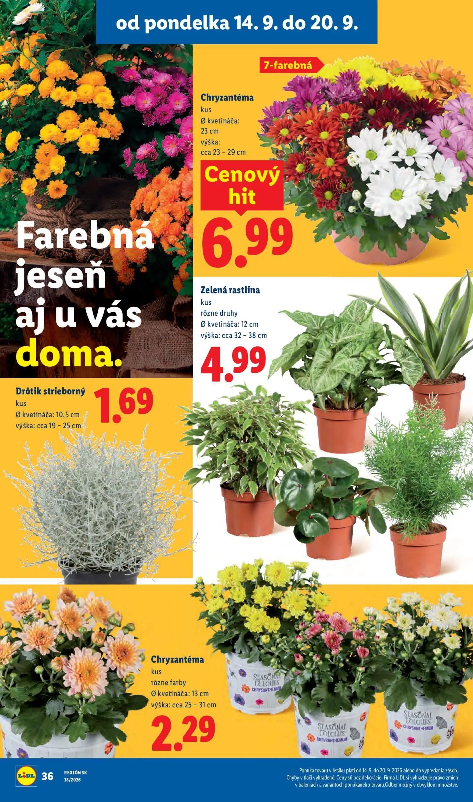 Lidl leták, strana 50 z 105 — Chryzantéma, Zelená rastlina, Drôtik strieborný