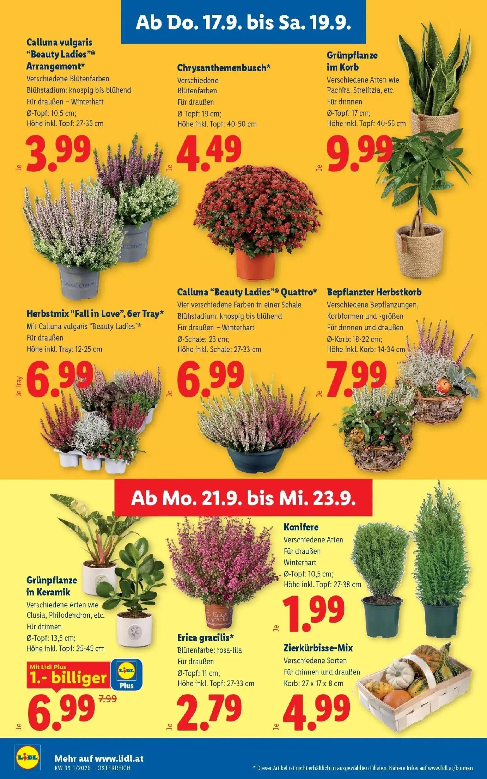 Lidl Prospekt, Seite 28 von 54 — Grünpflanze in Keramik, Calluna vulgaris "Beauty Ladies"® Arrangement*, Chrysanthemenbusch*