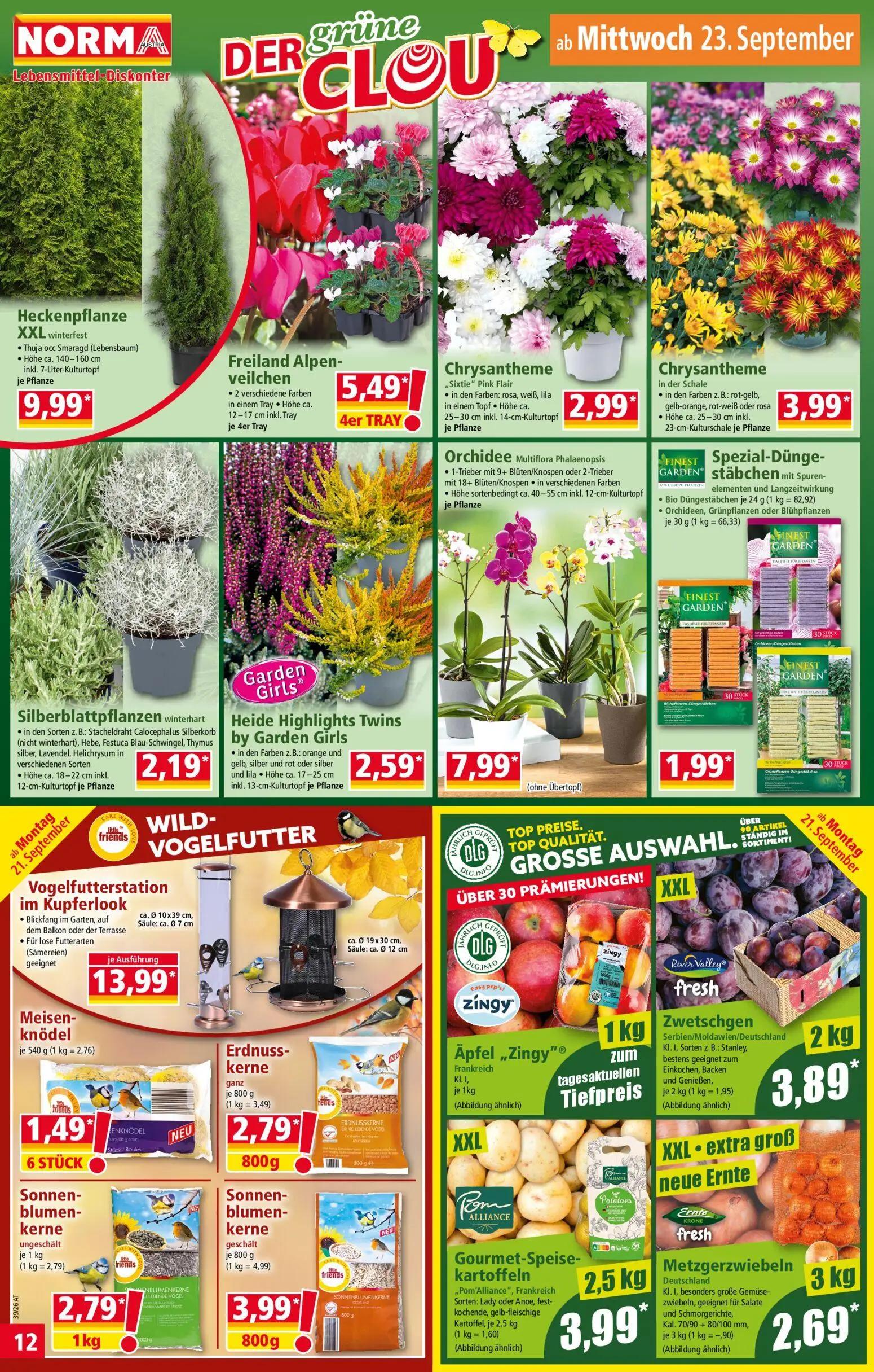 Norma Prospekt, Seite 12 von 18 — Heckenpflanze XXL winterfest, Freiland Alpenveilchen, Chrysantheme „Sixtie" Pink Flair