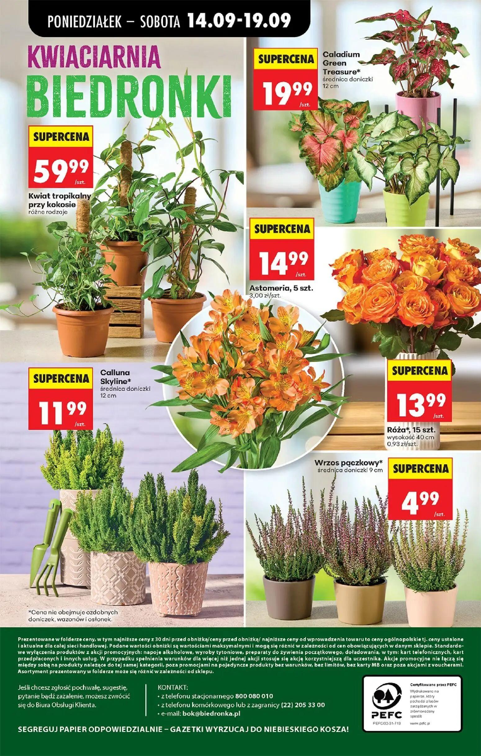 Biedronka gazetka, strona 99 z 99 — Kwiat tropikalny przy kokosie, Caladium Green Treasure*, Astomeria