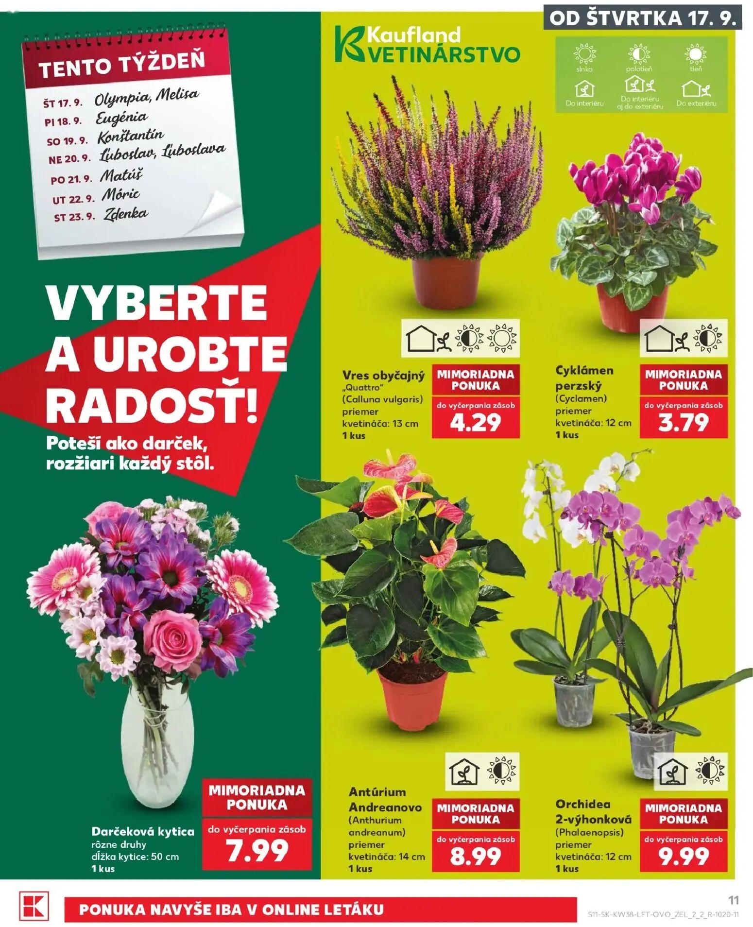 Kaufland leták, strana 11 z 84 — Vres obyčajný "Quattro" (Calluna vulgaris), Cyklámen perzský (Cyclamen), Darčeková kytica