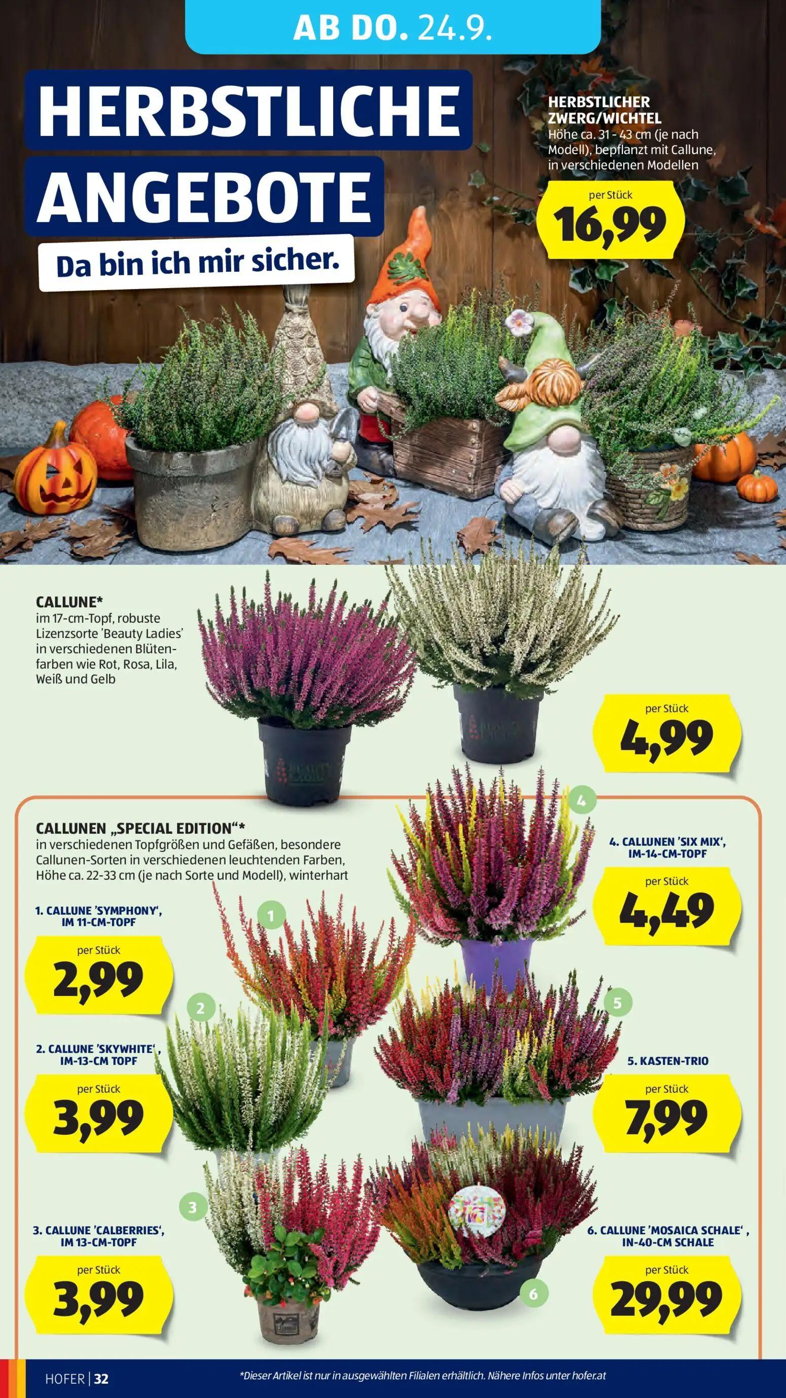 Hofer Prospekt, Seite 38 von 48 — HERBSTLICHER ZWERG/WICHTEL Höhe ca. 31-43 cm (je nach Modell), bepflanzt mit Callune, in v…
