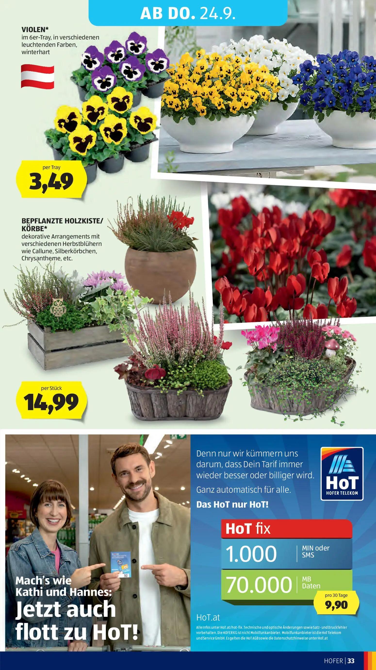 Hofer Prospekt, Seite 39 von 48 — VIOLEN, BEPFLANZTE HOLZKISTE/KÖRBE, HoT fix