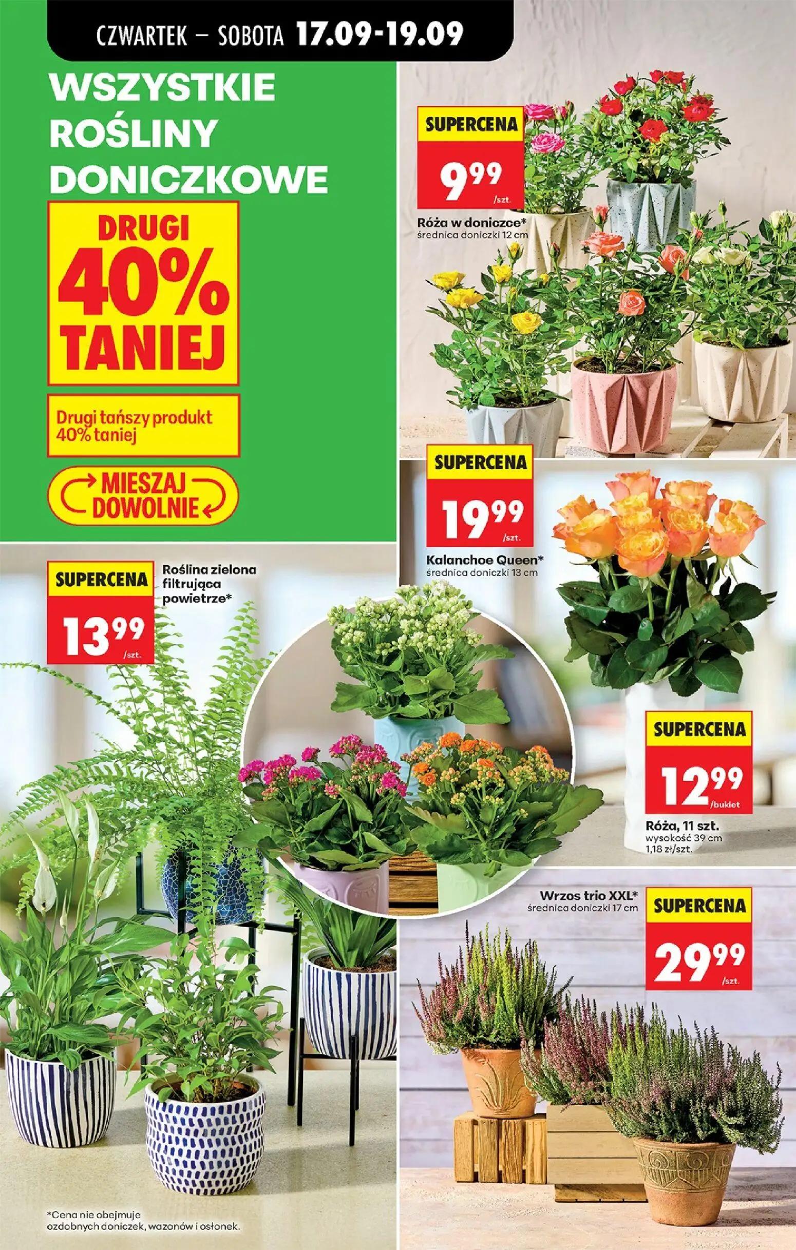 Biedronka gazetka, strona 34 z 85 — Róża w doniczce*, Kalanchoe Queen*, Róża, 11 szt.