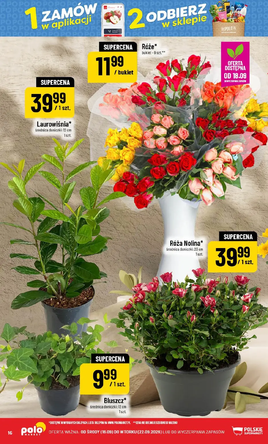 POLOmarket gazetka, strona 16 z 72 — Róże, Laurowiśnia, Róża Nolina