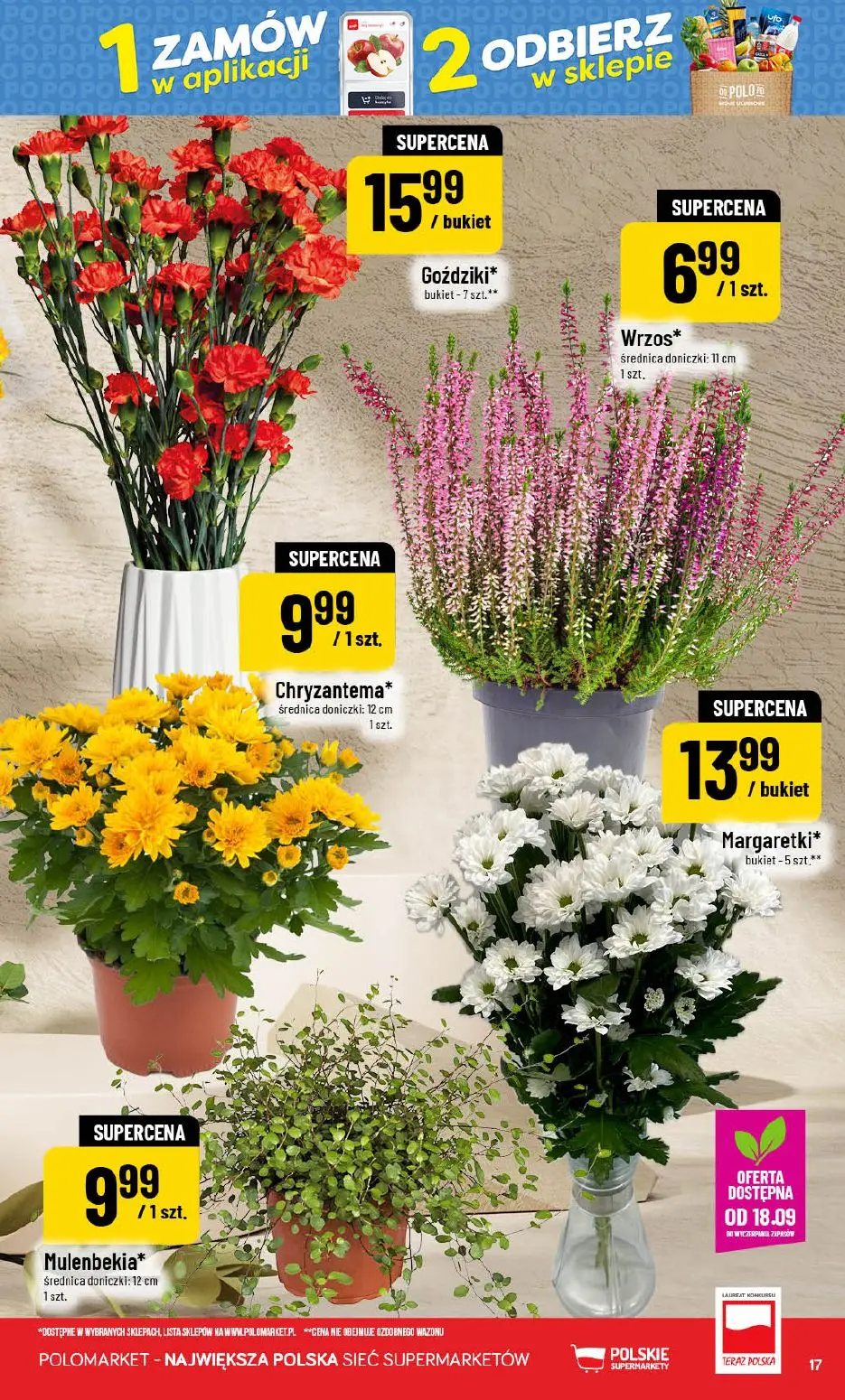 POLOmarket gazetka, strona 17 z 72 — Goździki*, Wrzos*, Chryzantema*