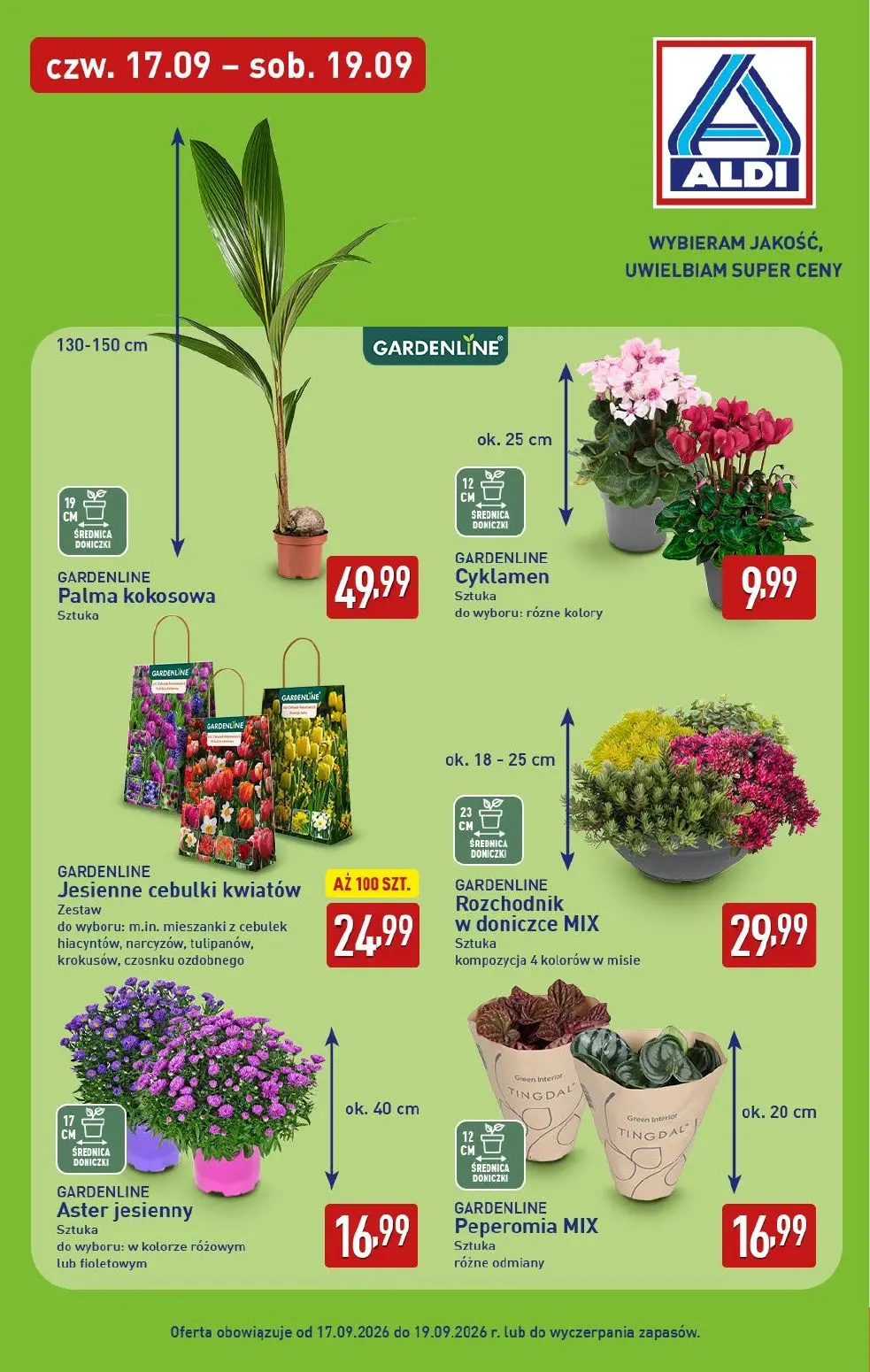 ALDI gazetka, strona 31 z 49 — Palma kokosowa, Cyklamen, Jesienne cebulki kwiatów
