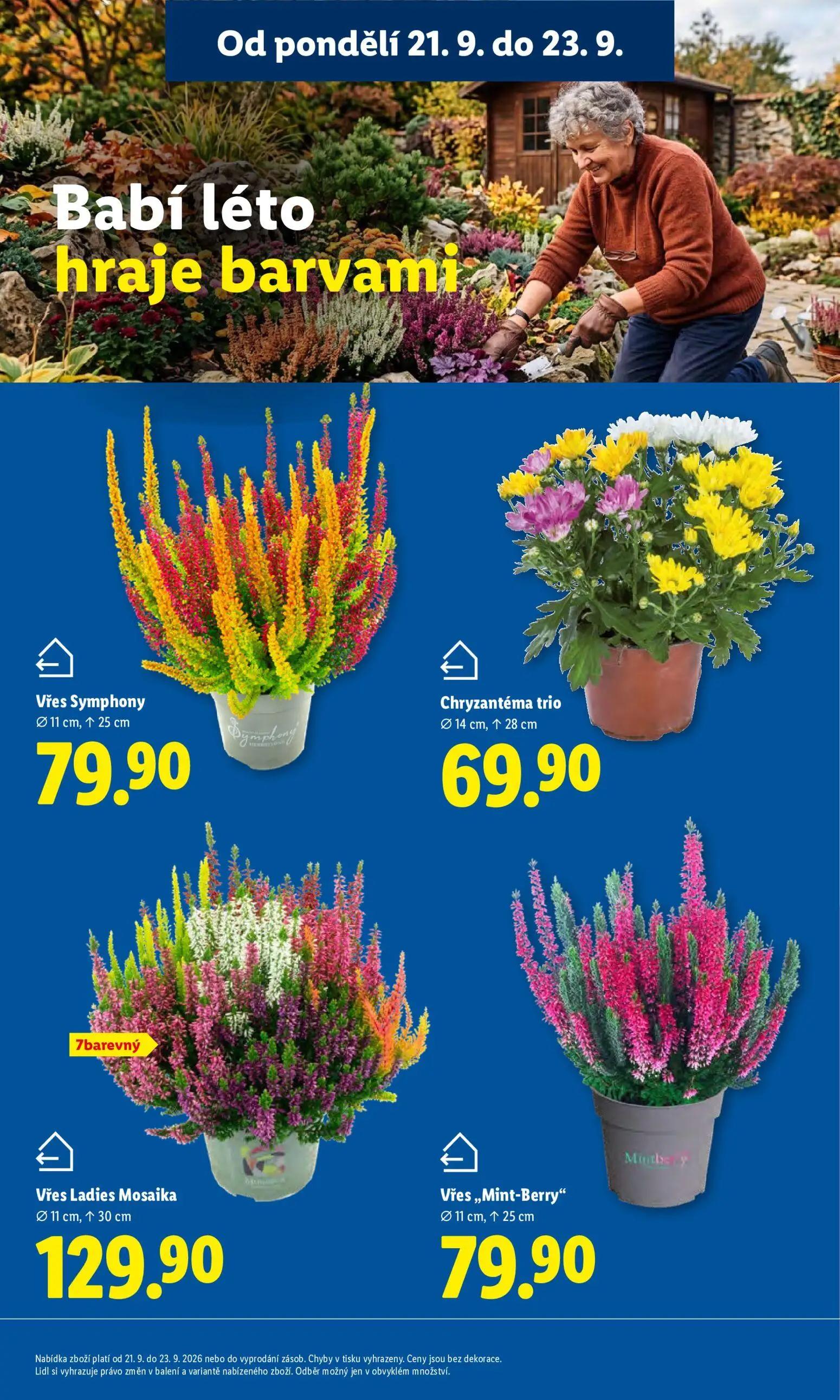 Lidl leták, strana 13 z 50 — Vřes Symphony, Chryzantéma trio, Vřes Ladies Mosaika