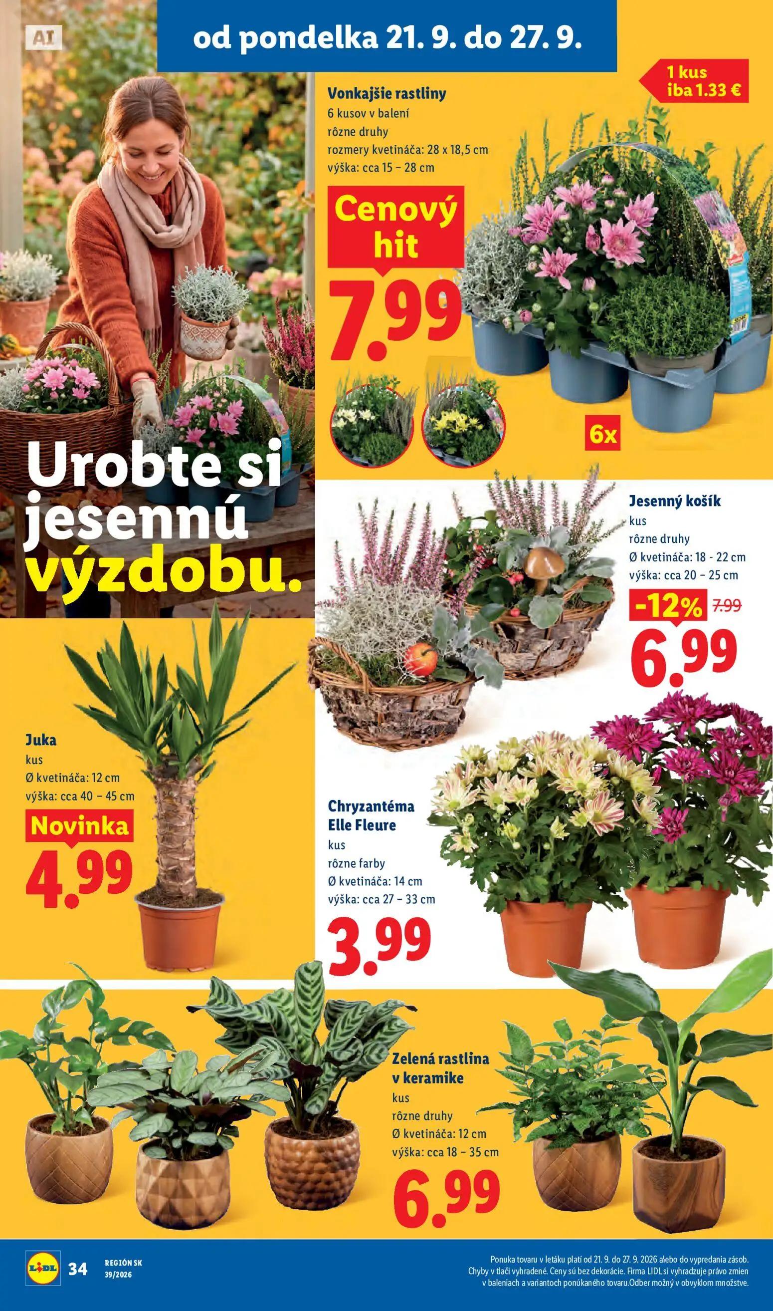 Lidl leták, strana 49 z 102 — Jesenný košík, Vonkajšie rastliny, Juka